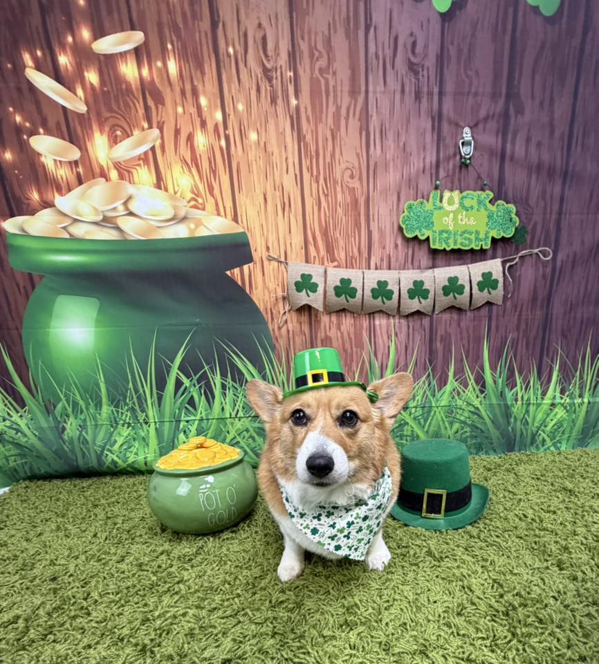 Barkingham Palace Pet Grooming Houma