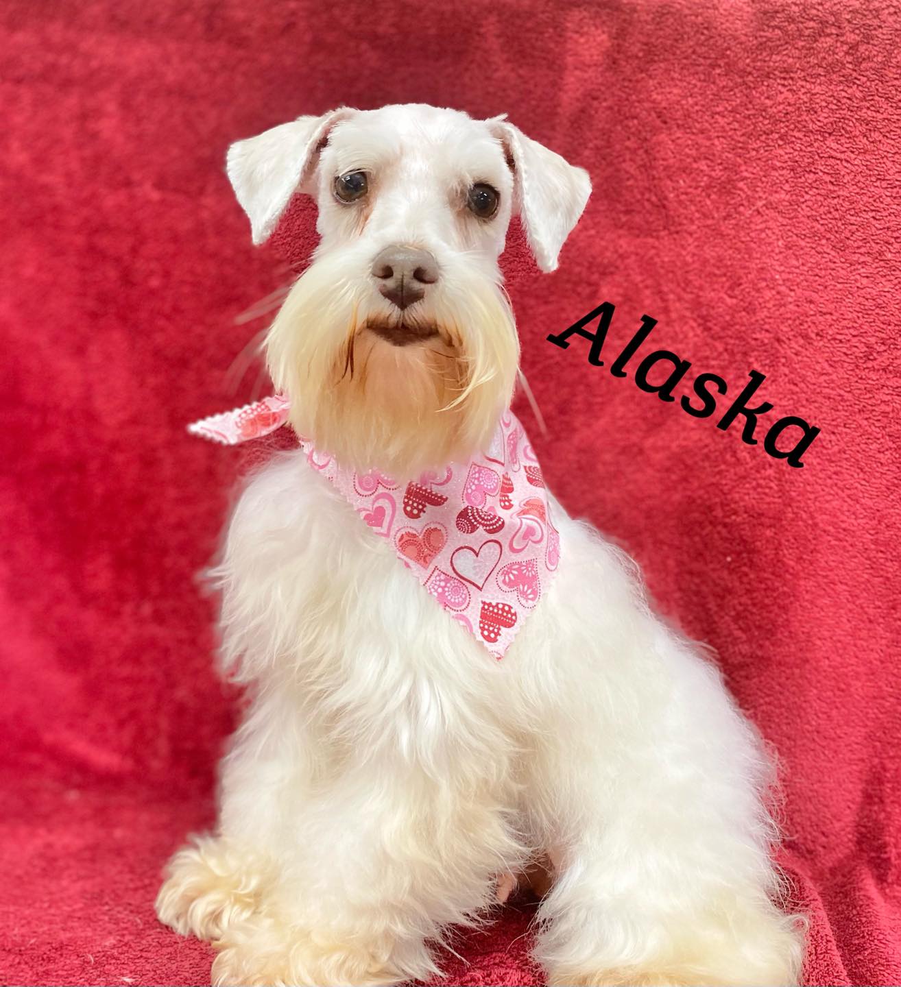 Rachel's Stylish Pup