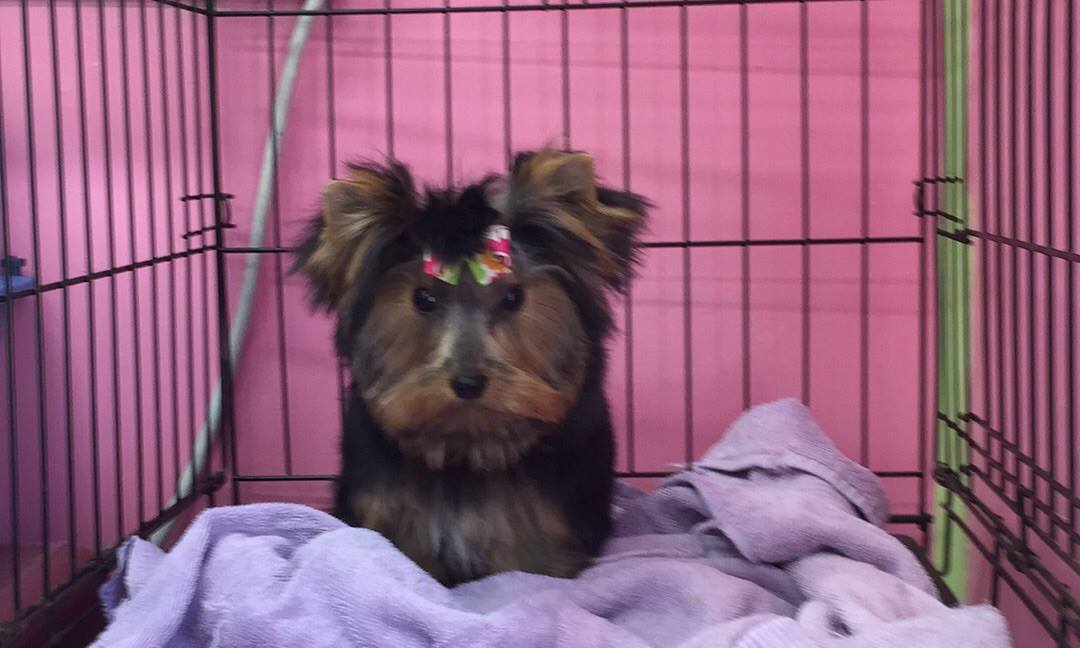 Rachel's Stylish Pup Houma