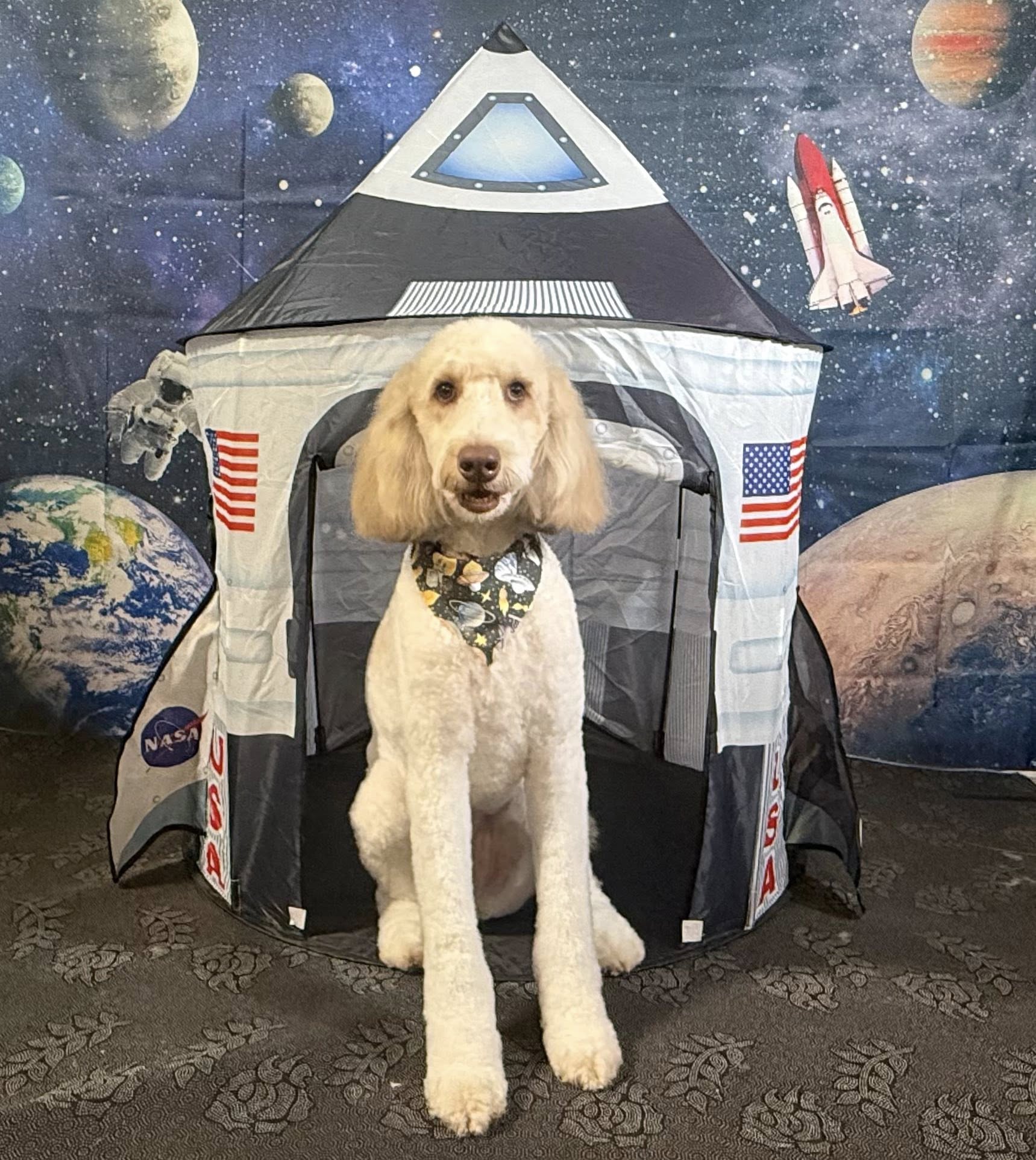 Waggin' Tails Stay And Play Houma