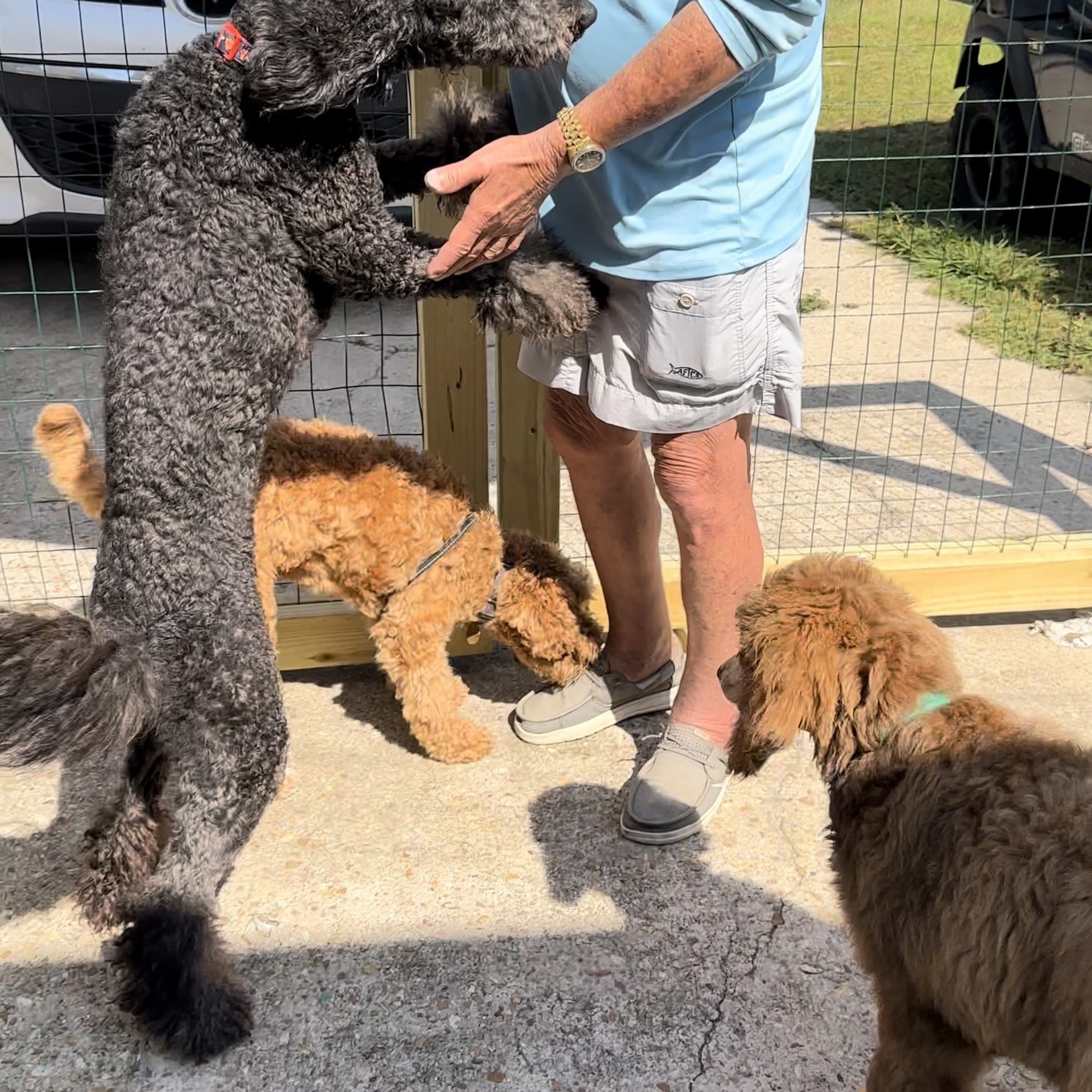 Waggin' Tails Stay And Play Houma