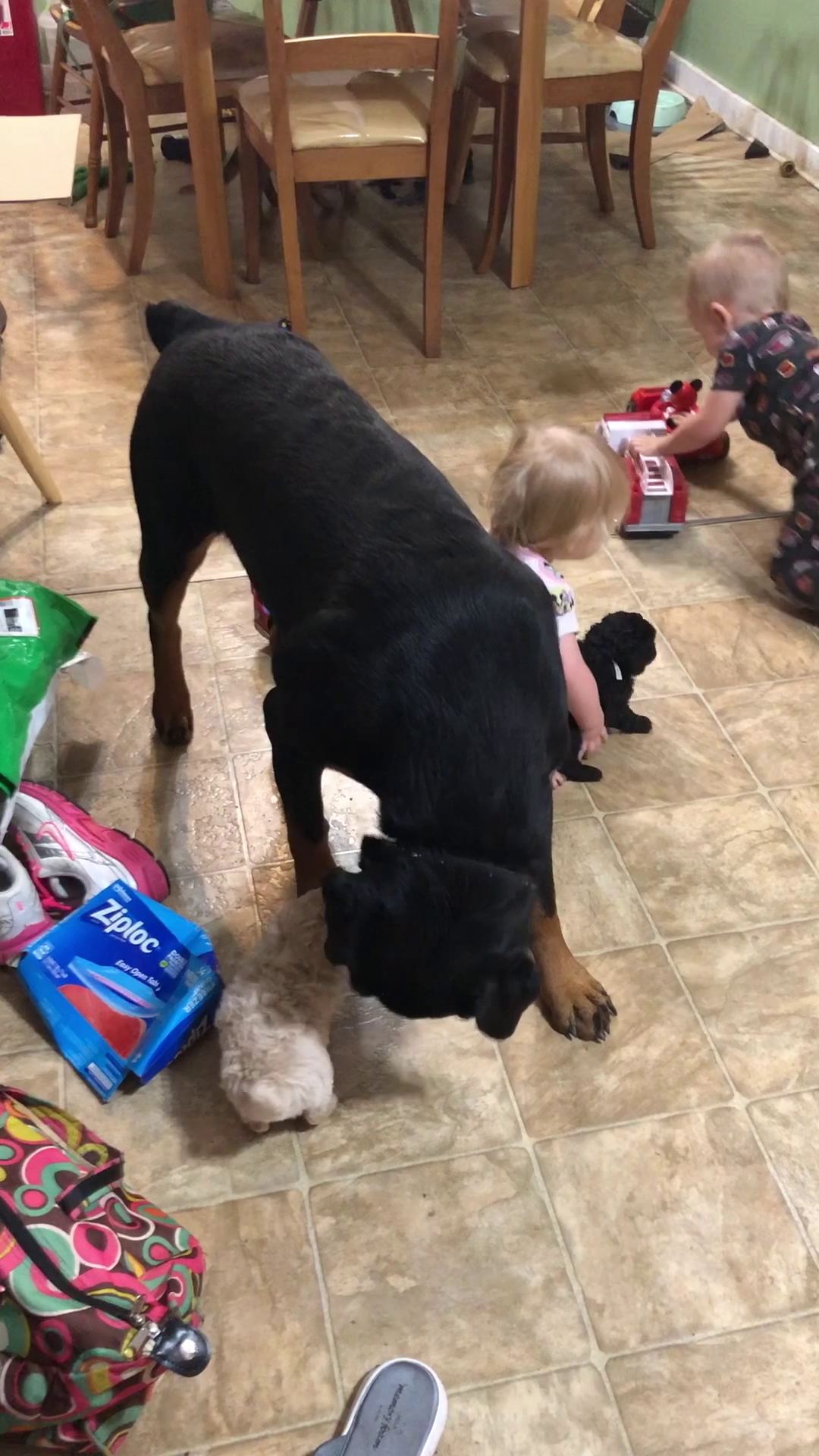 Lovell's Poodle Castle Houma