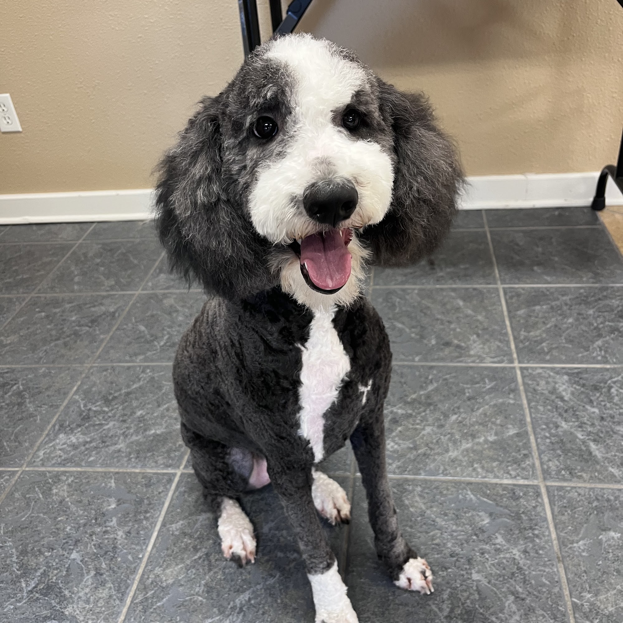 Doggie Styles LLC Houma