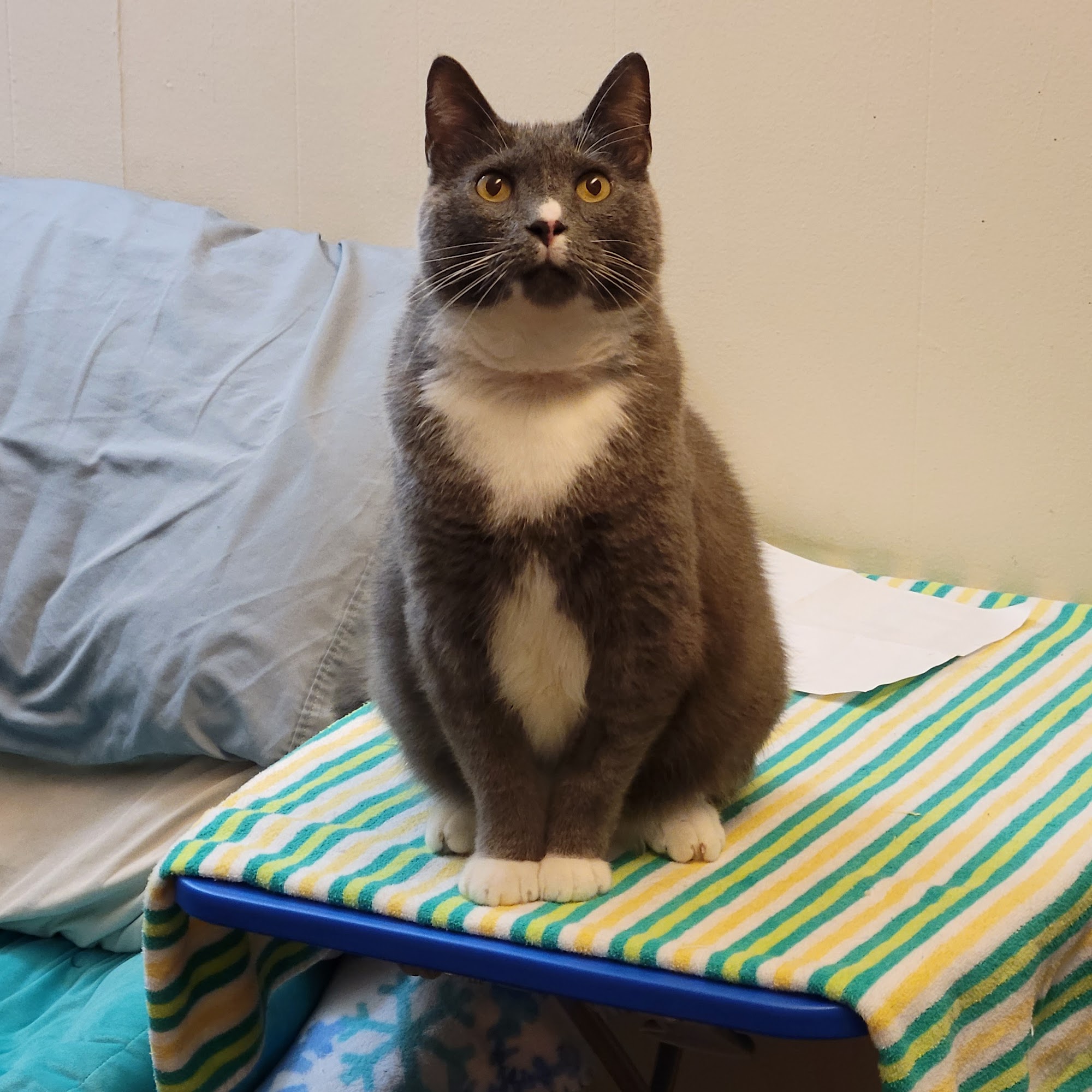 River Road Veterinary Hospital Jefferson