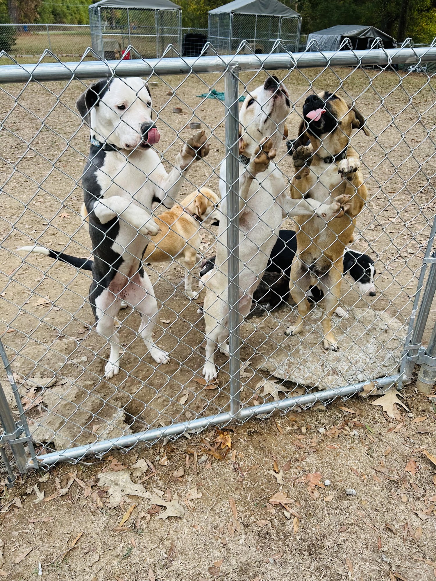 God's PAWS Rescue and Shelter Jena