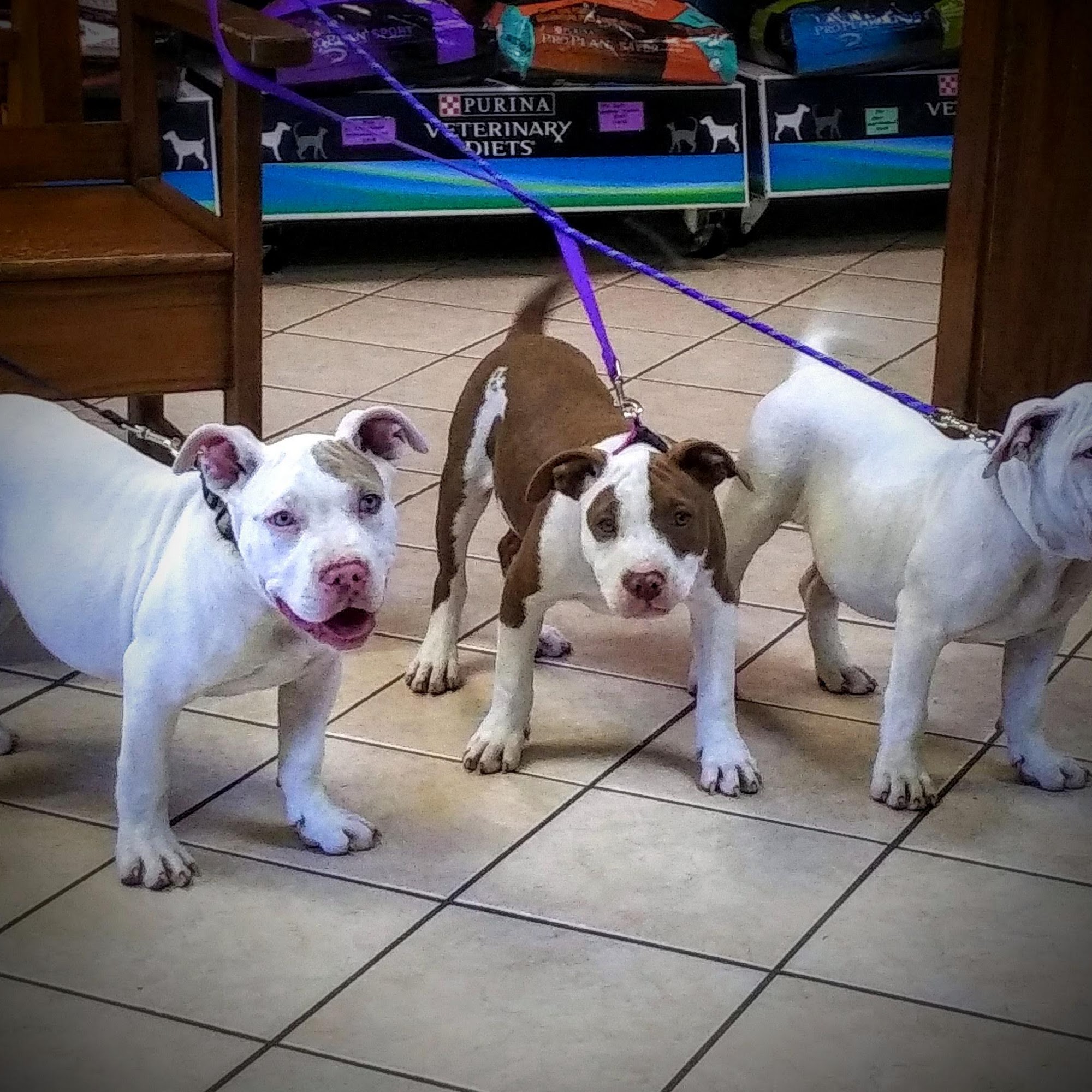 Jennings Animal Hospital Jennings