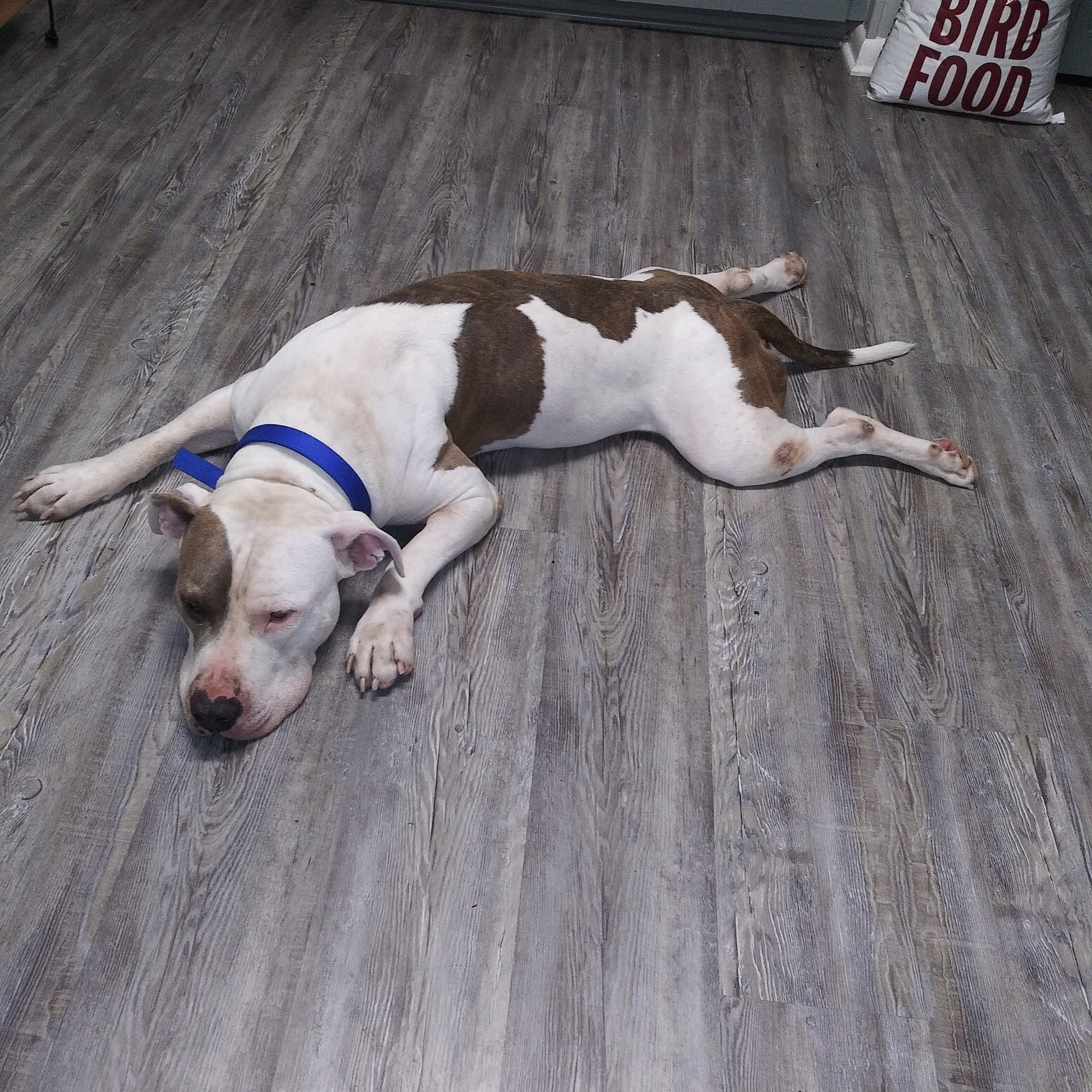 Jeff Davis Veterinary Clinic Jennings