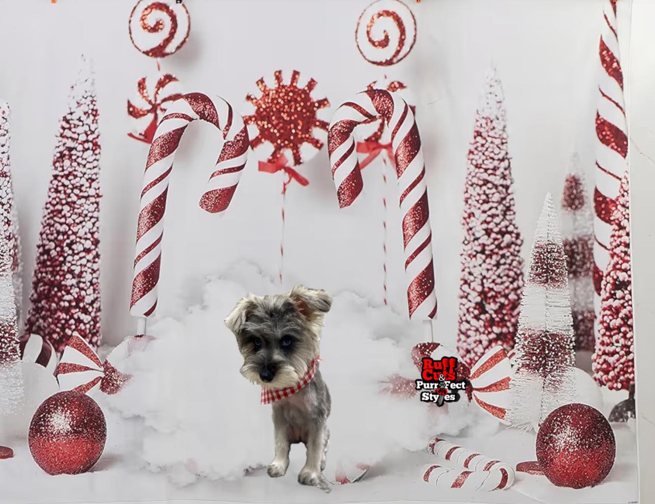 Ruff Cuts & PurrFect Styles Jennings