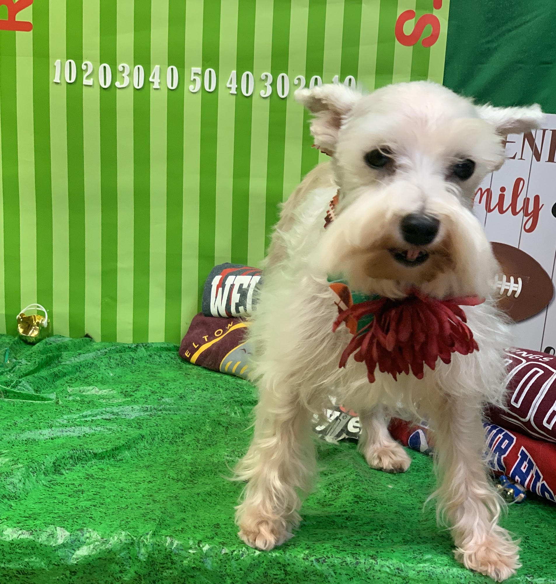 Ruff Cuts & PurrFect Styles Jennings