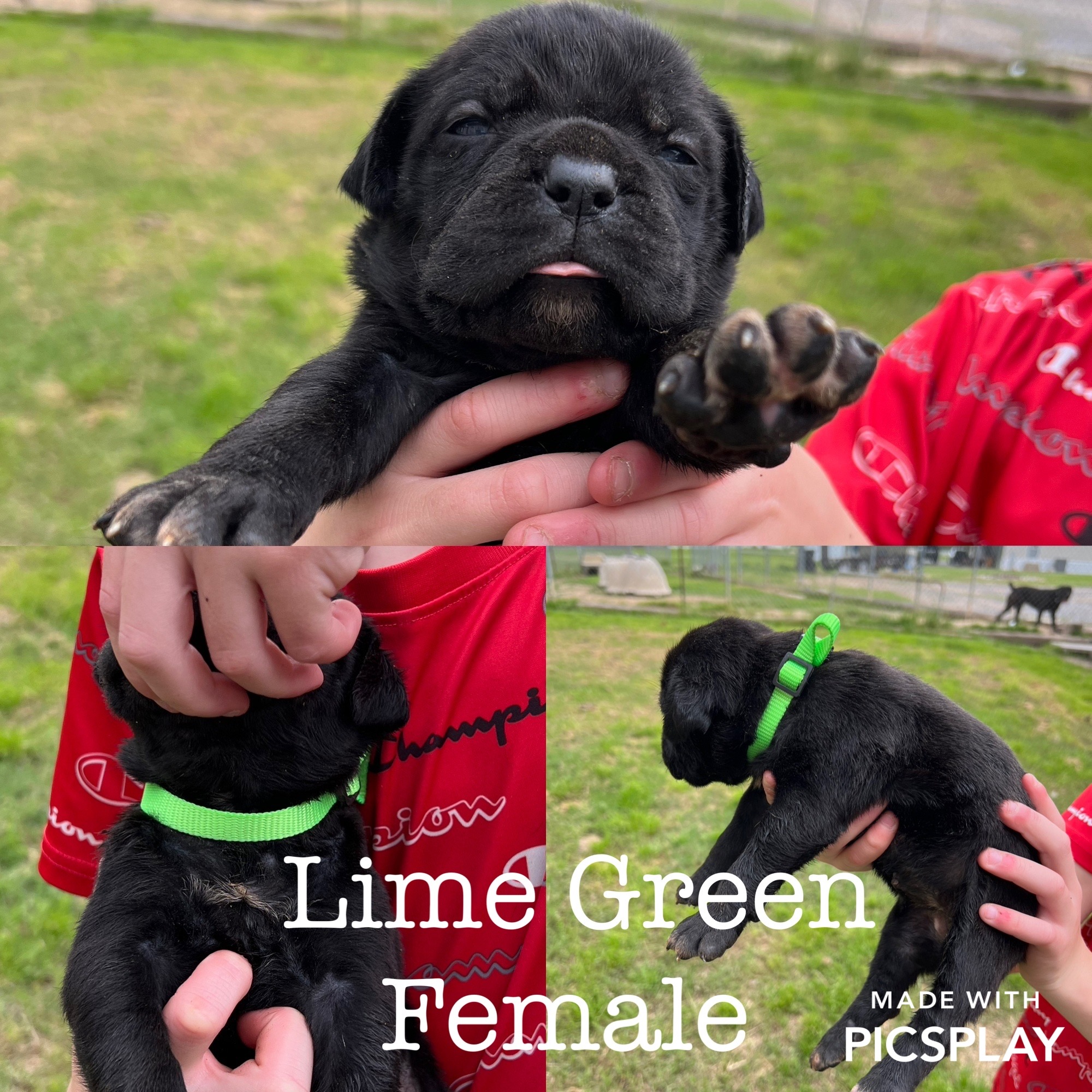 Regatta Cane Corso Jennings