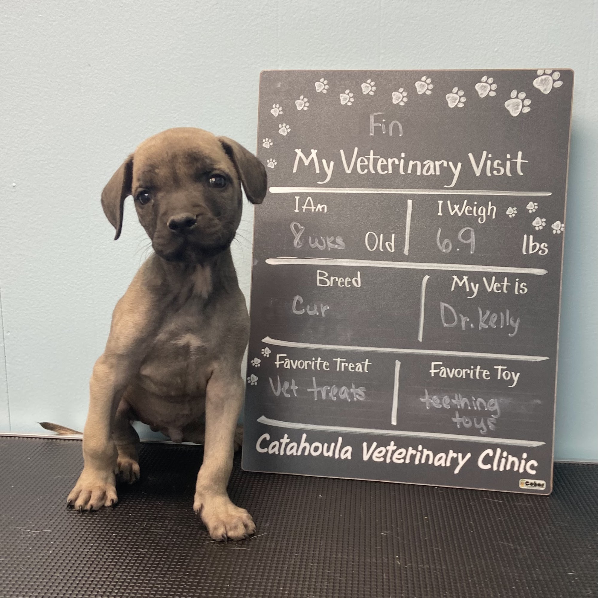 Catahoula Veterinary Clinic Jonesville