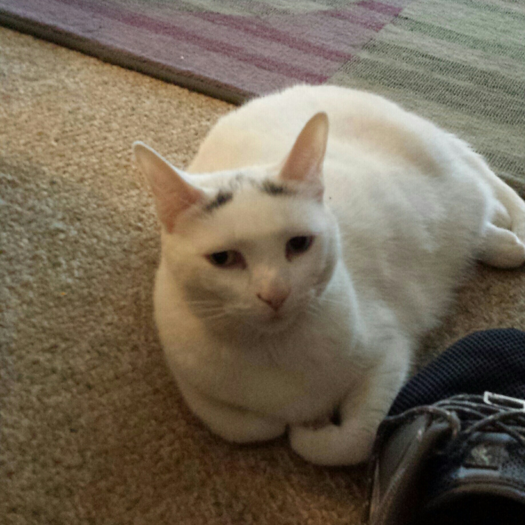 Metairie Small Animal Hospital - Kenner Clinic Kenner