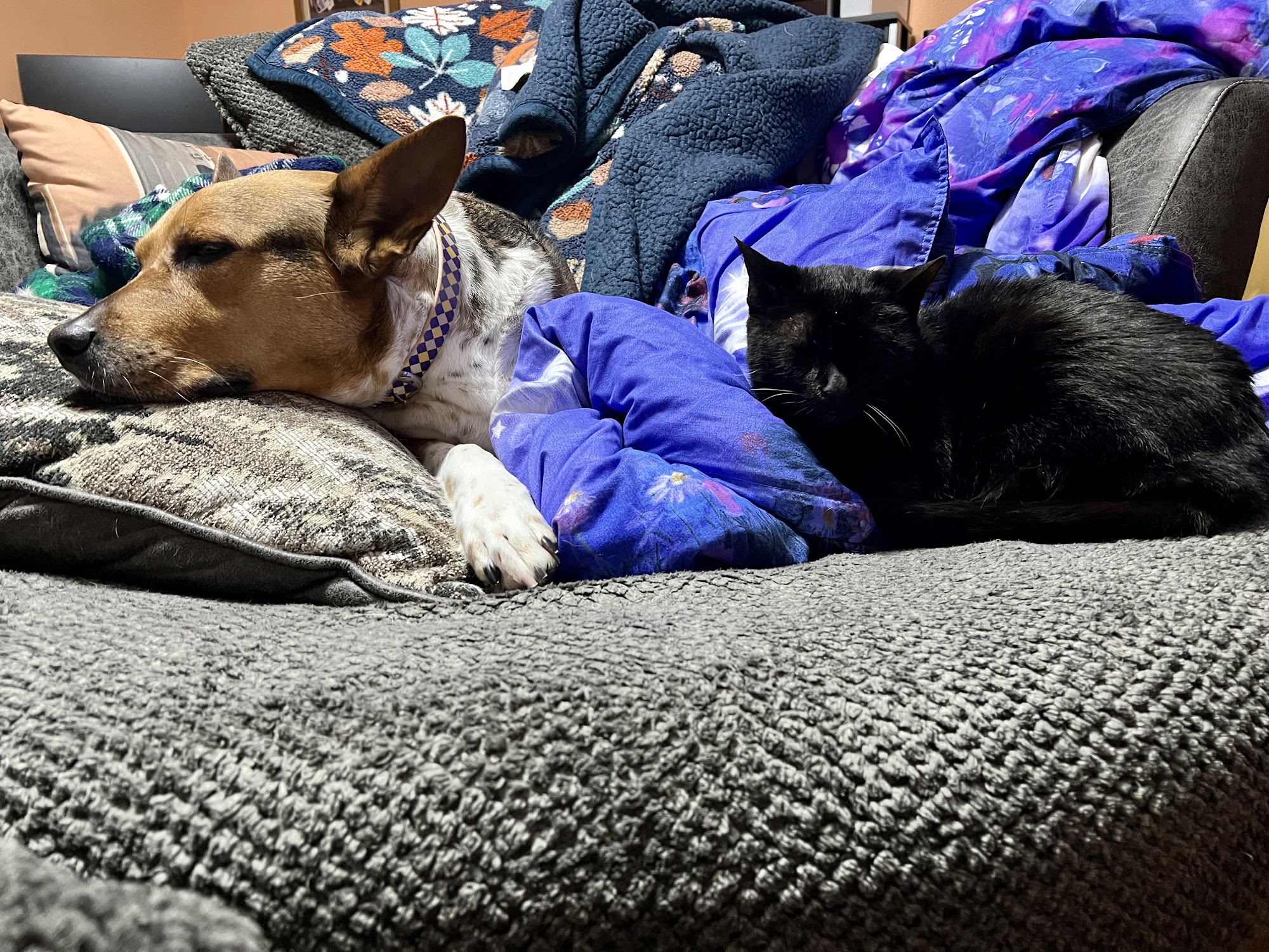 Chateau Veterinary Hospital Kenner