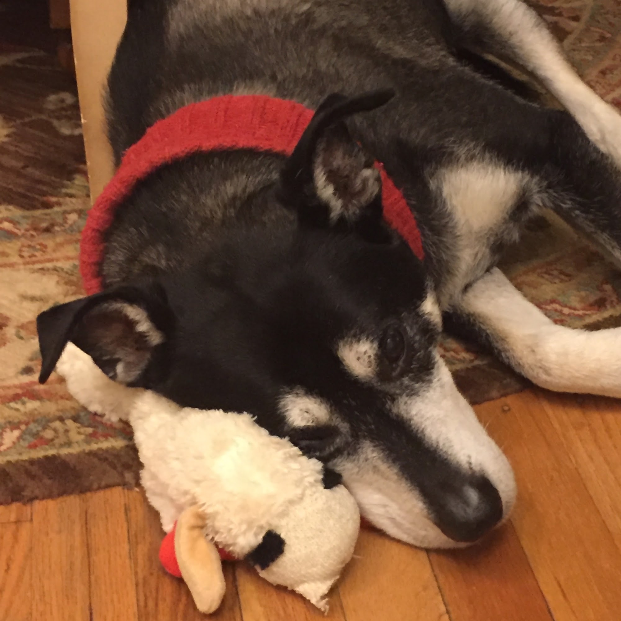 Chateau Veterinary Hospital: Nix Violet DVM Kenner