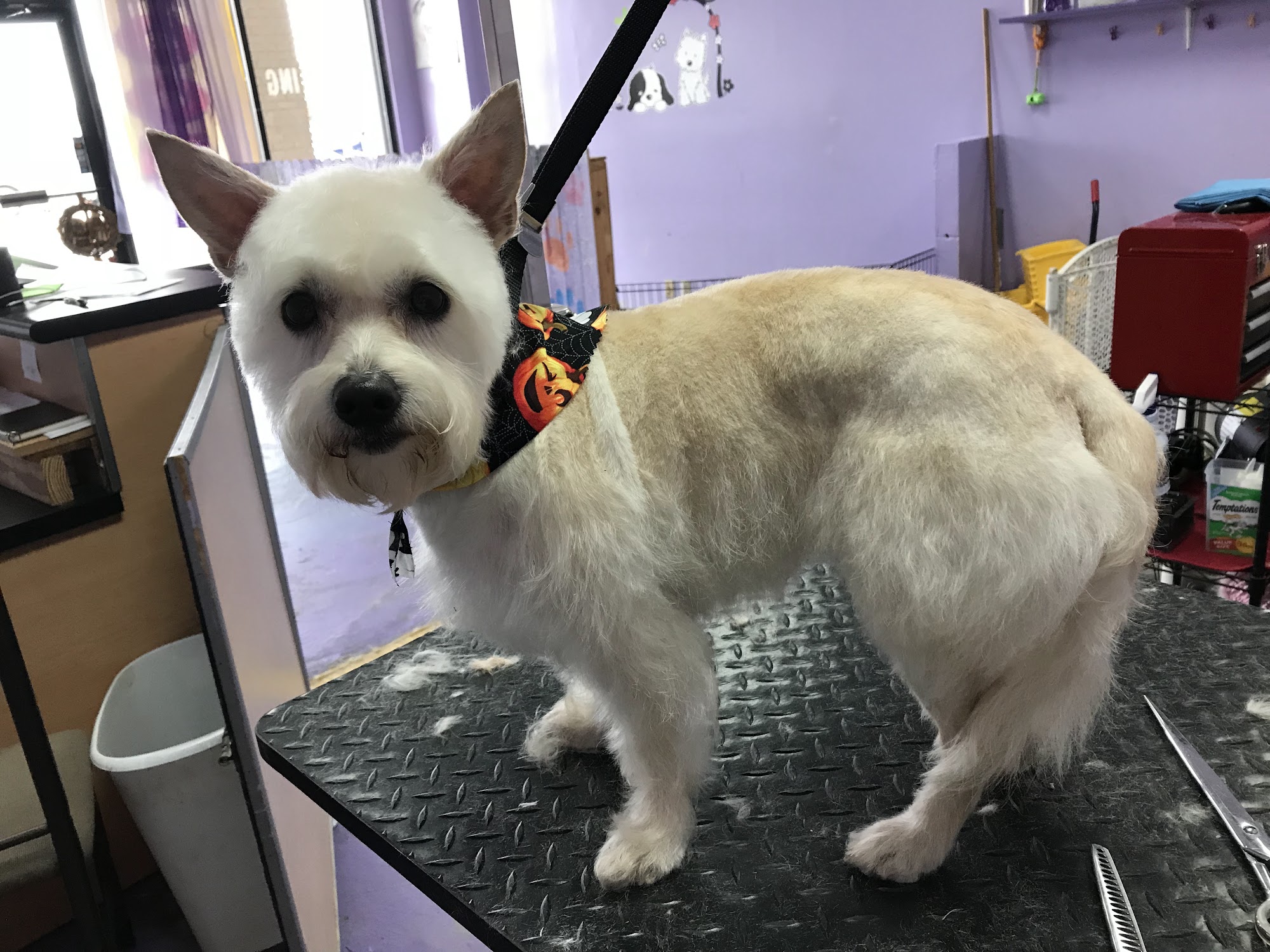 R-Tailz-R-Waggin' Too Kenner