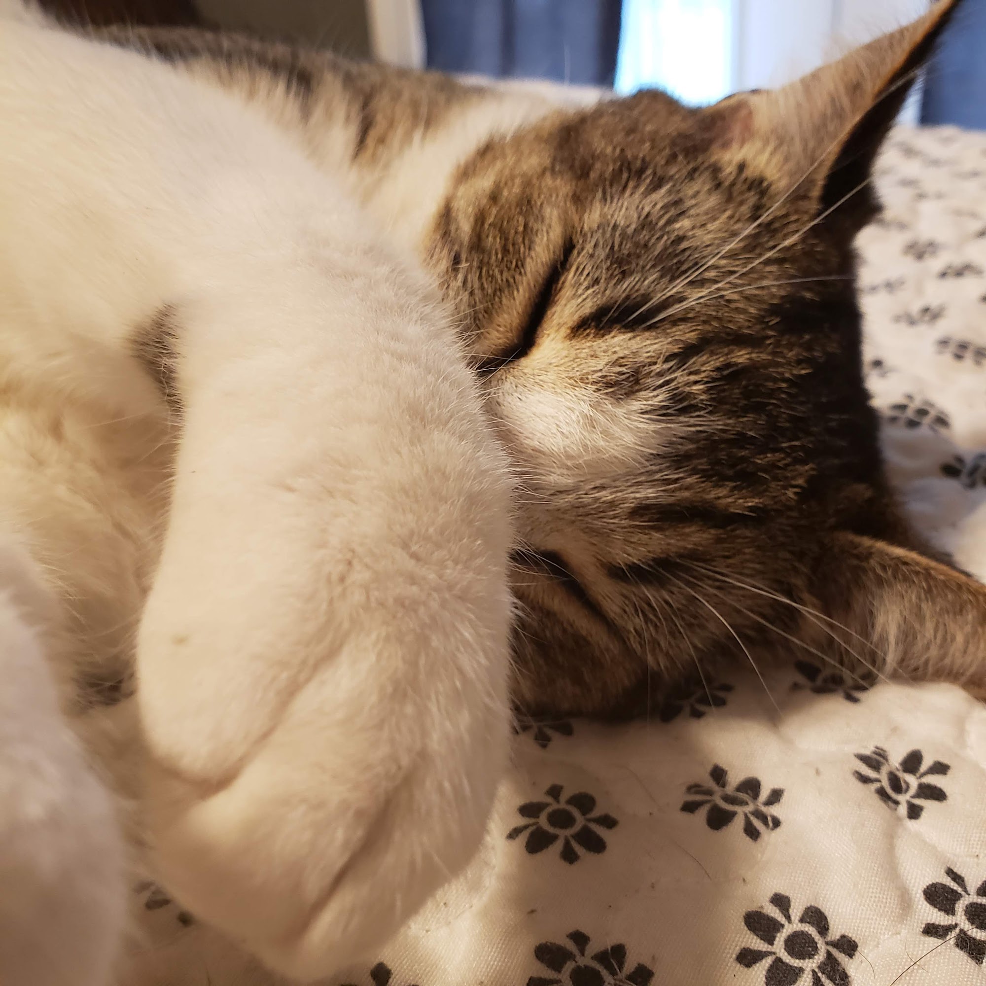 Lacombe Veterinary Hospital Lacombe