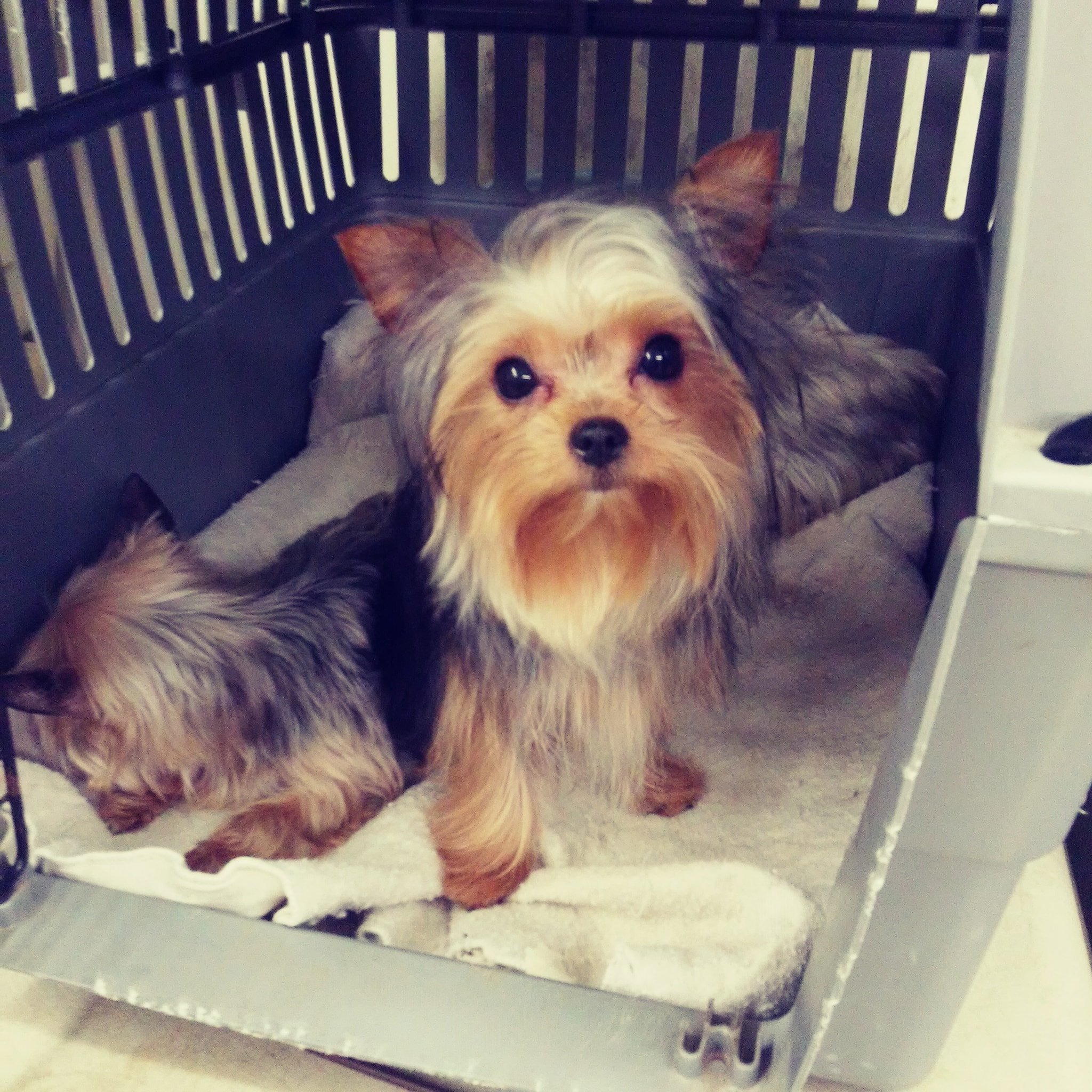 Dee's Pampered Pets Inc Lacombe