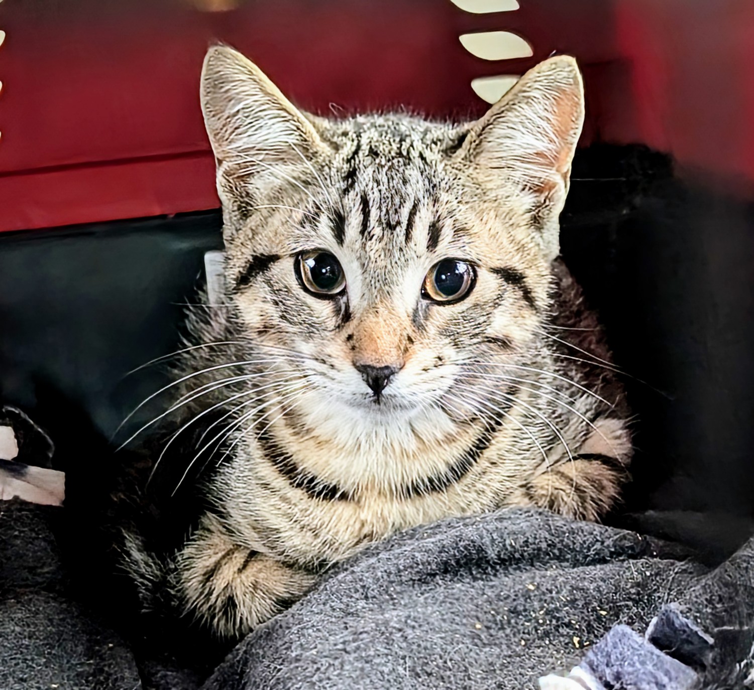 St Tammany Parish Animal Services Lacombe