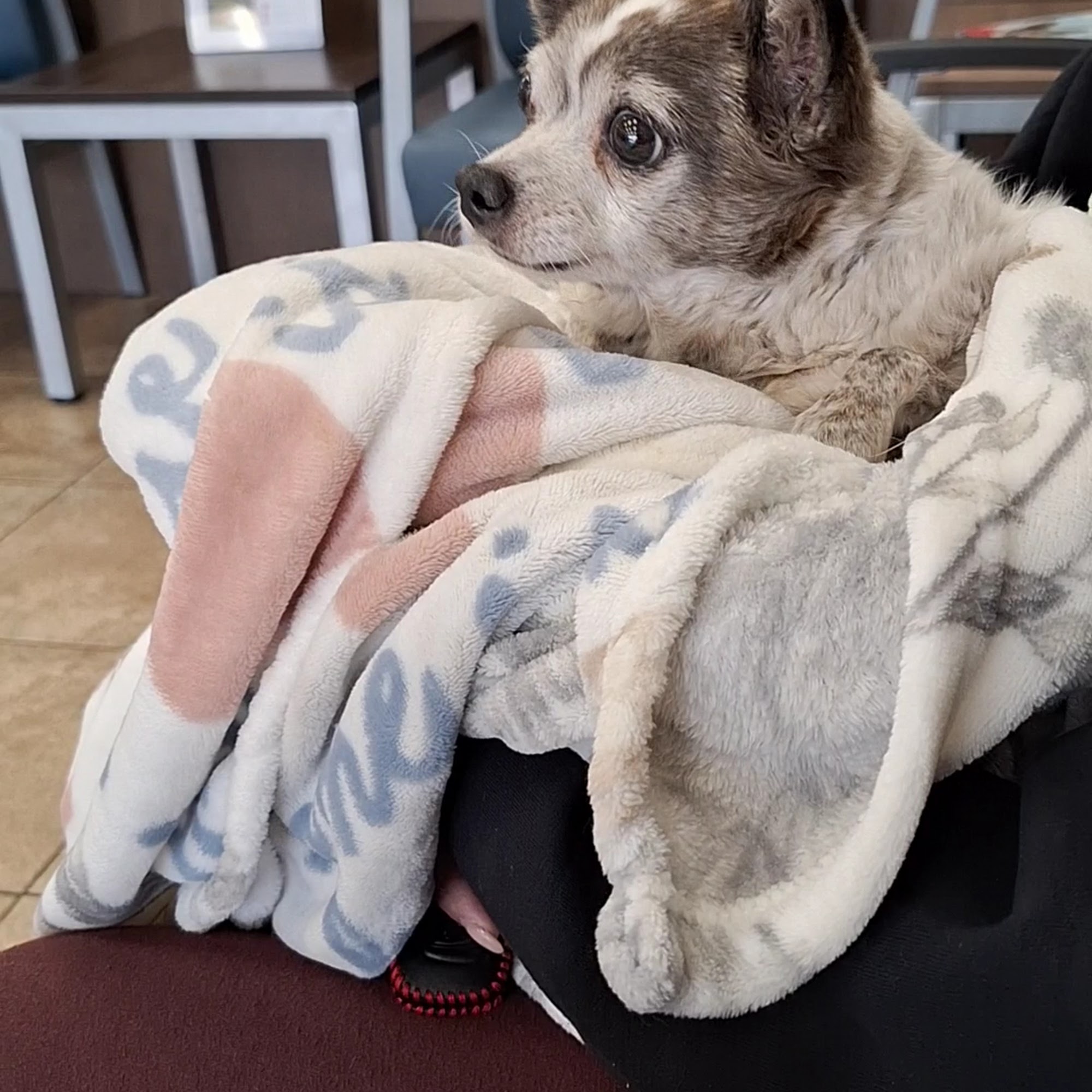 Lafayette Veterinary Care Center Lafayette