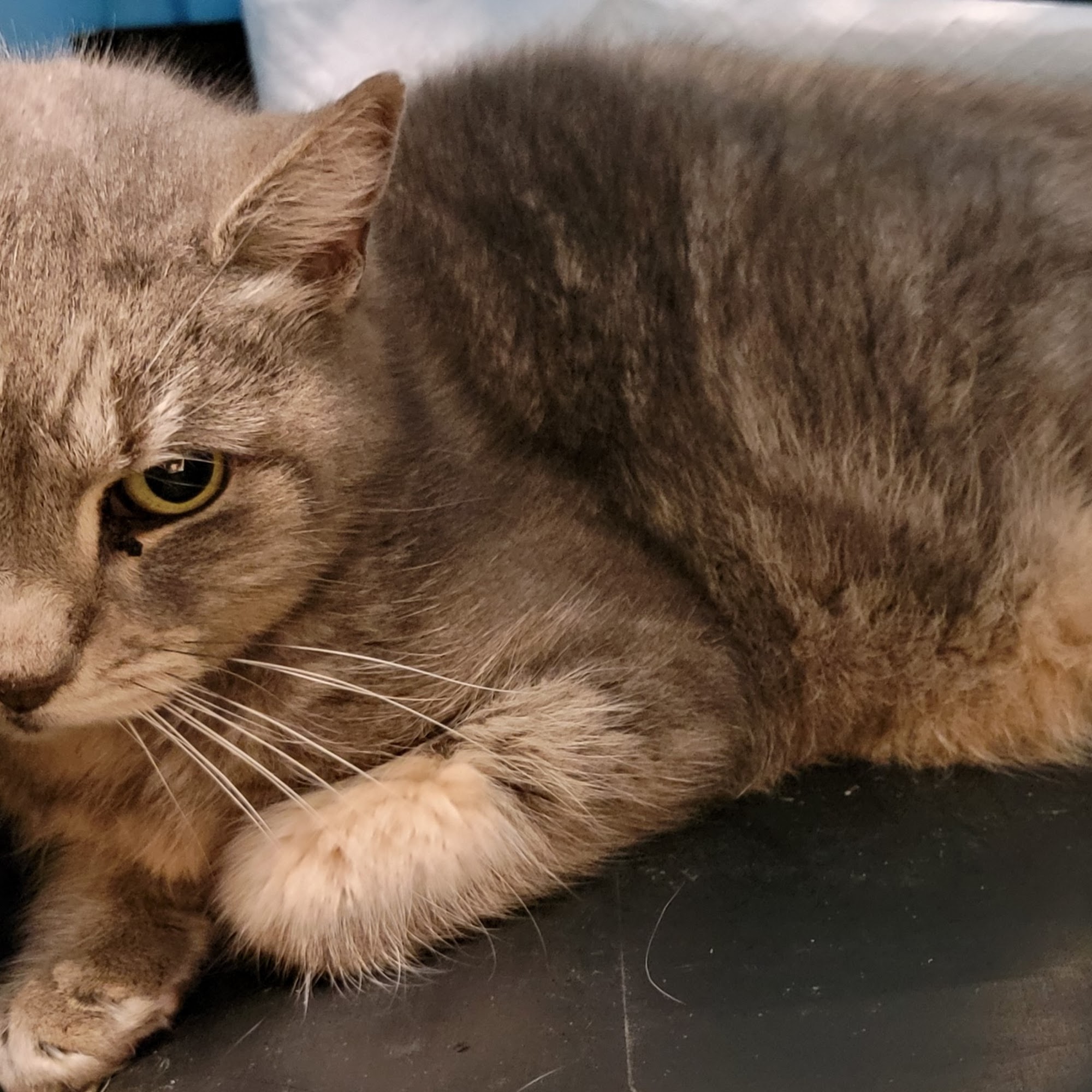 St. Francis Veterinary Hospital Lafayette