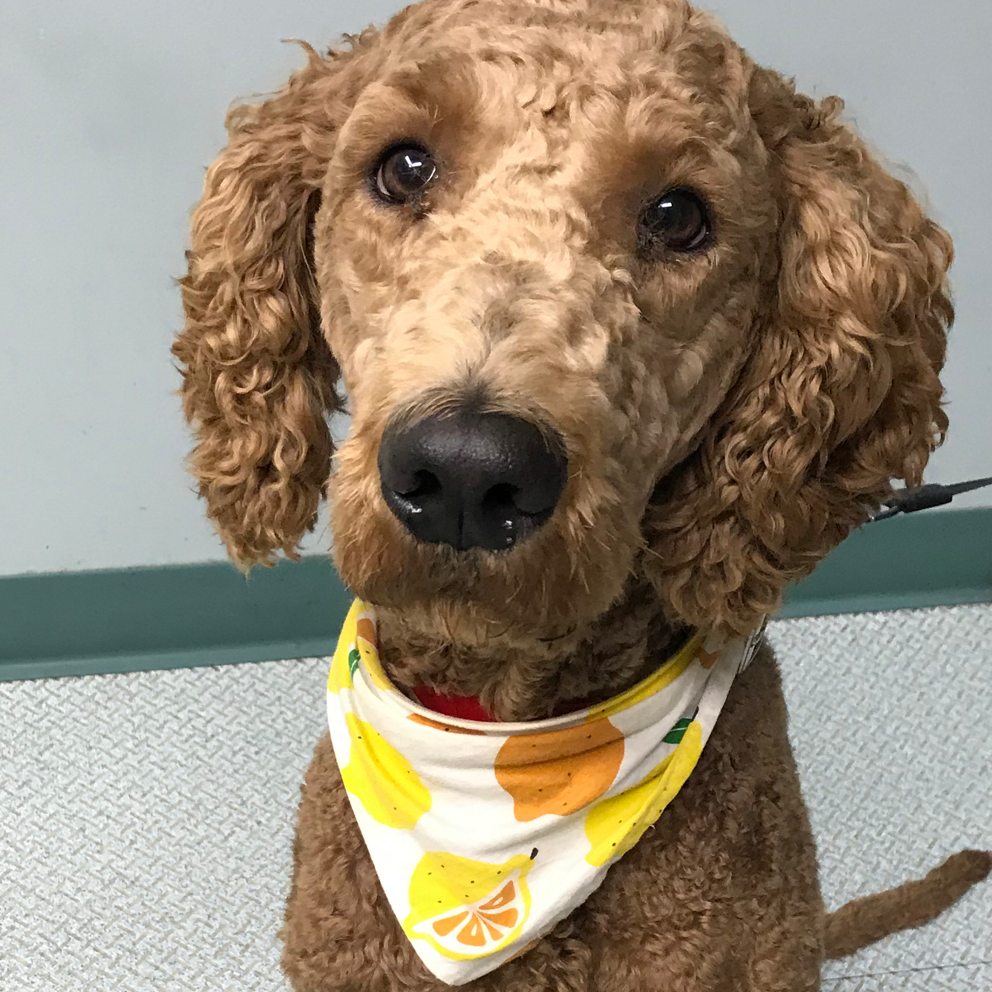 English Animal Clinic Lafayette