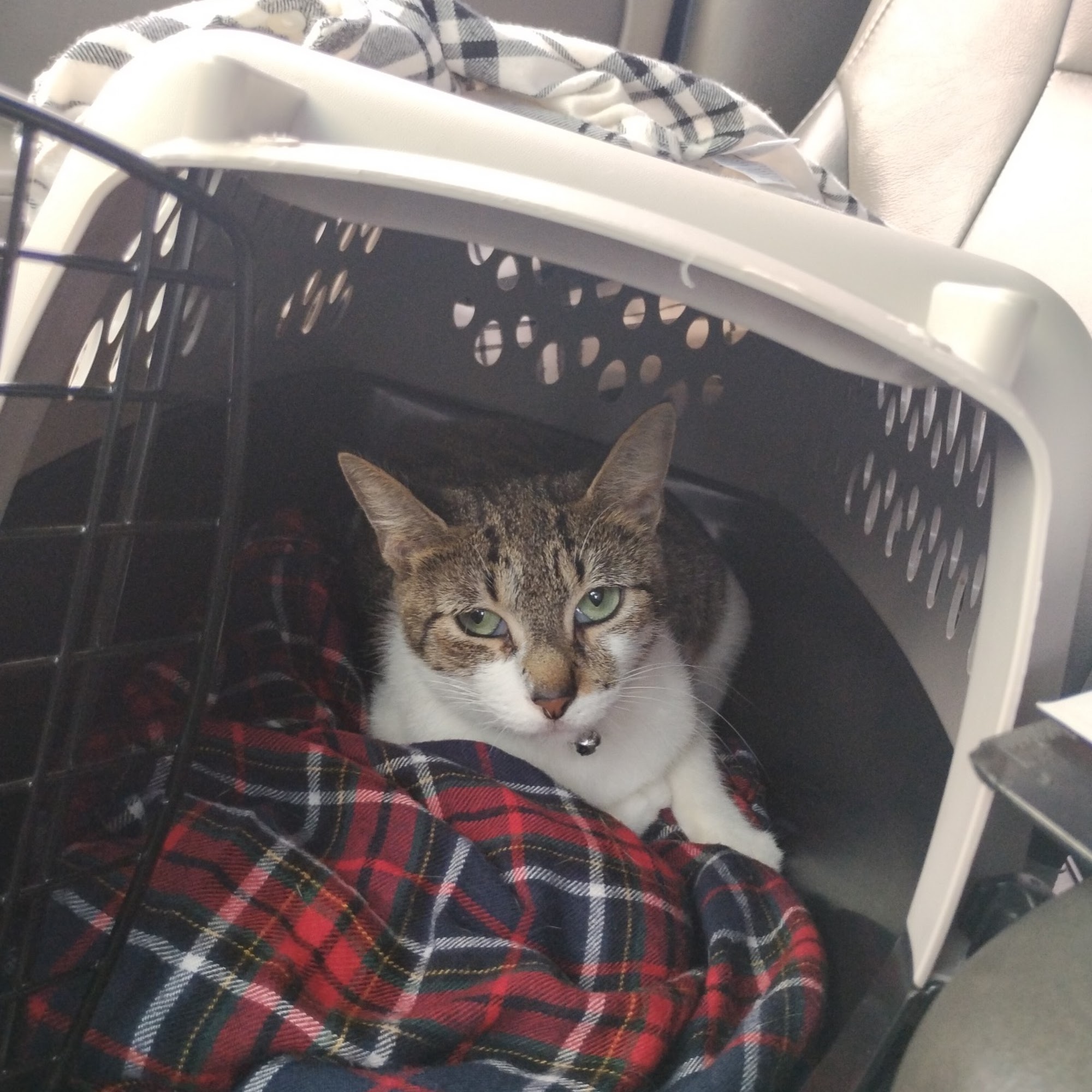 SpayNation for Dogs & Cats Lafayette