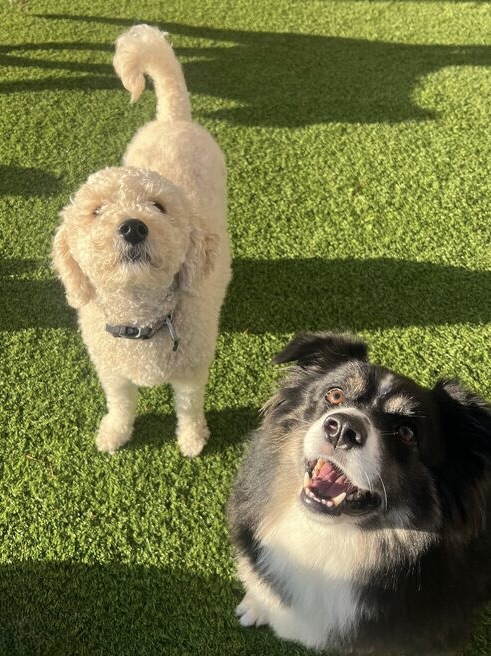 Dog House Pet Grooming