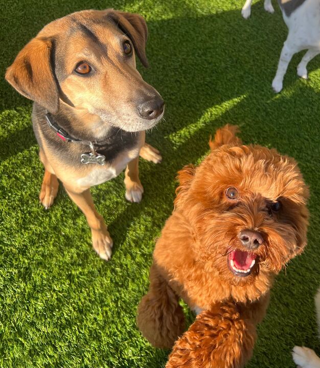 Dog House Pet Grooming