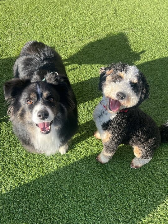 Dog House Pet Grooming