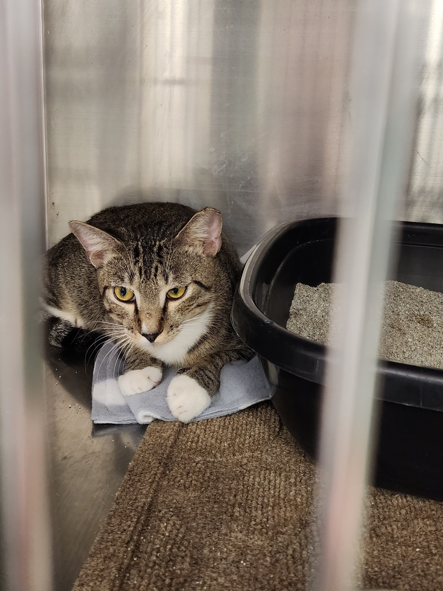 PetSmart Lake Charles