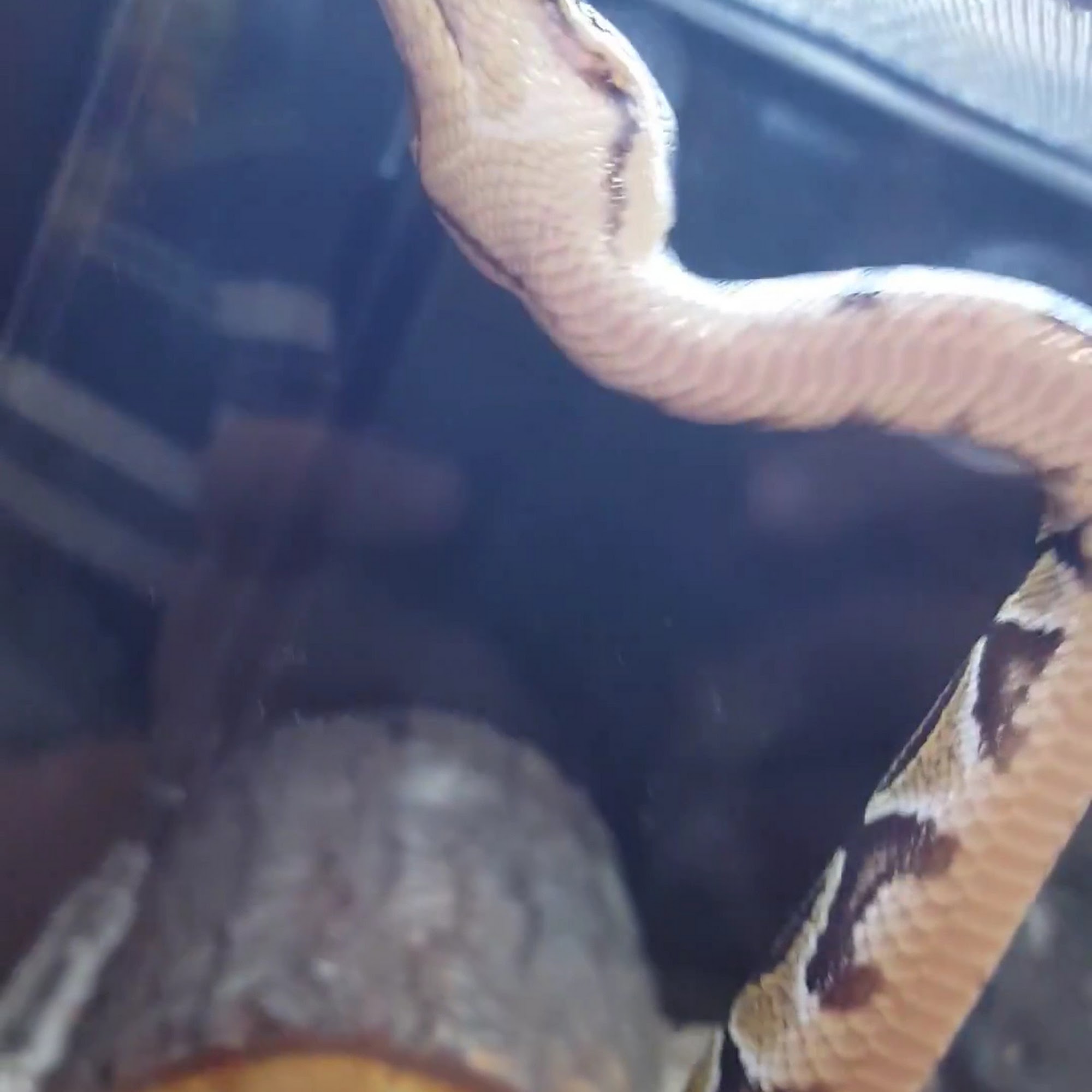 PetSmart Lake Charles