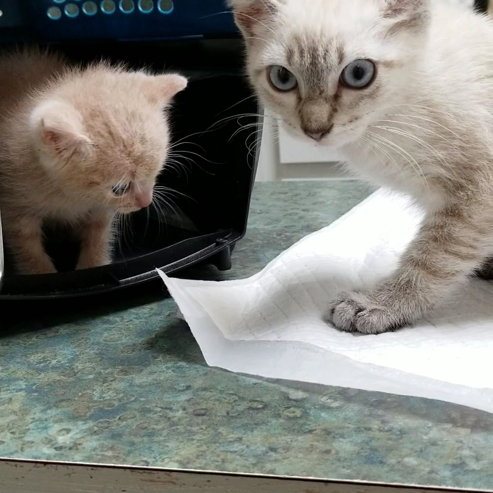 Companion Care Veterinary Clinic Lake Charles