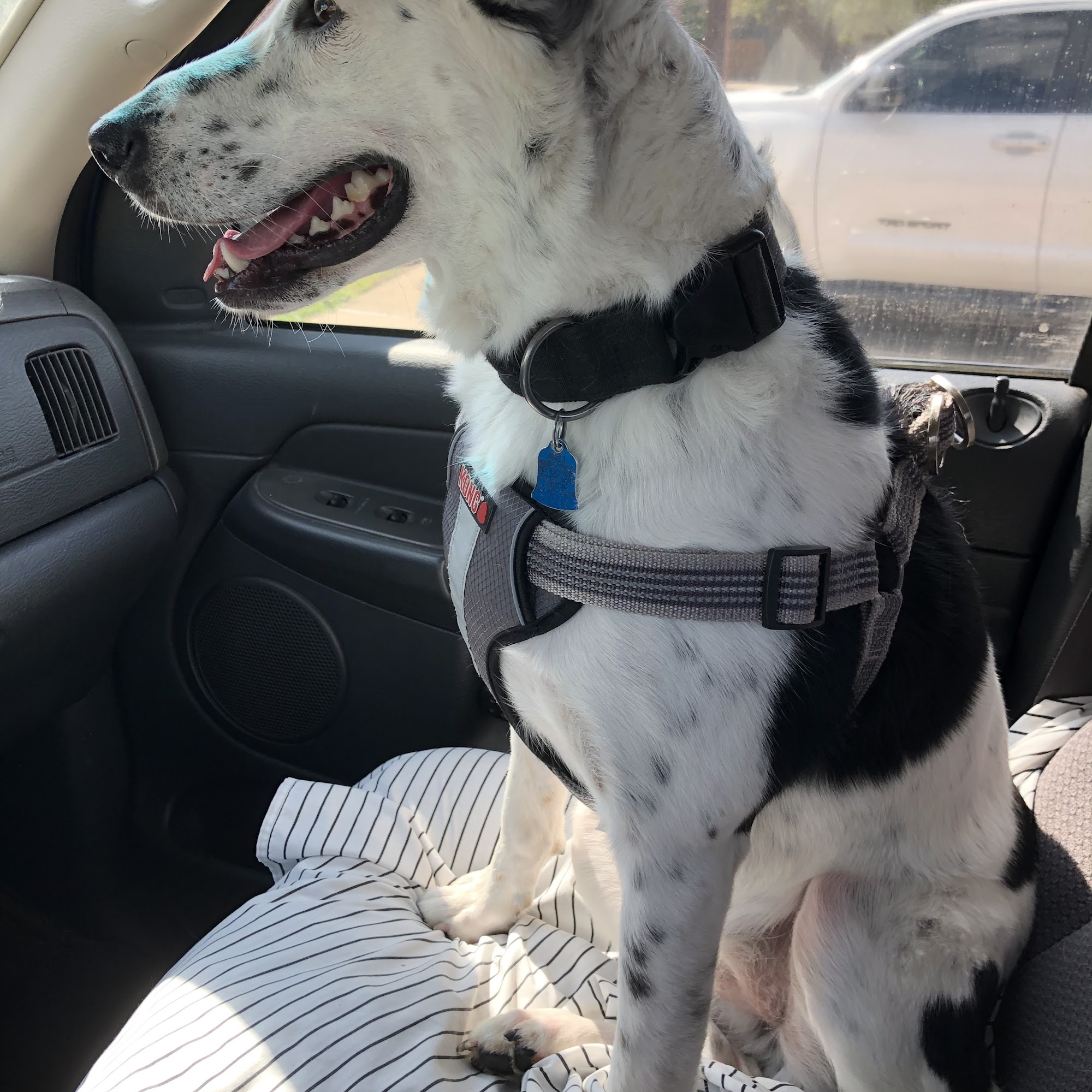 Country Club Veterinary Clinic Lake Charles