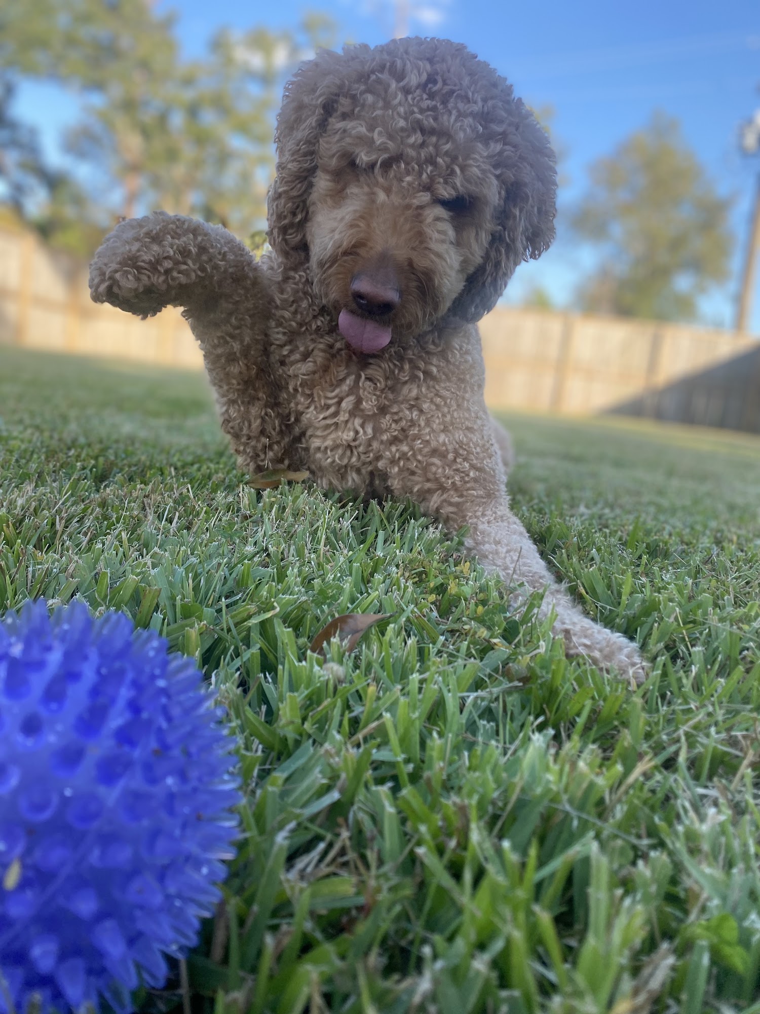 Gill Bright Animal Hospital Lake Charles