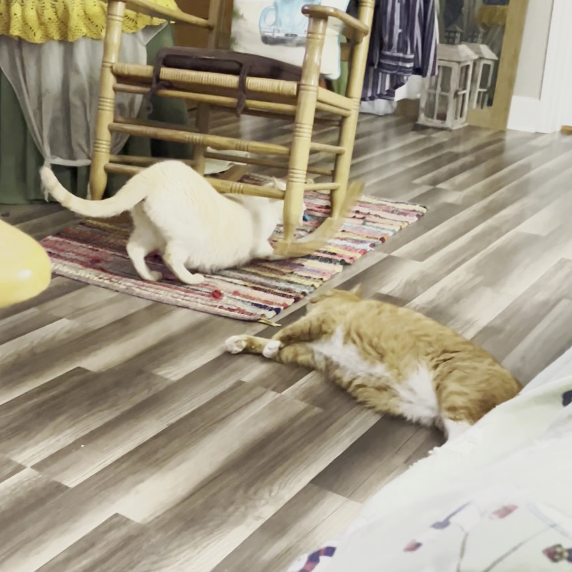 Gill Bright Animal Hospital Lake Charles