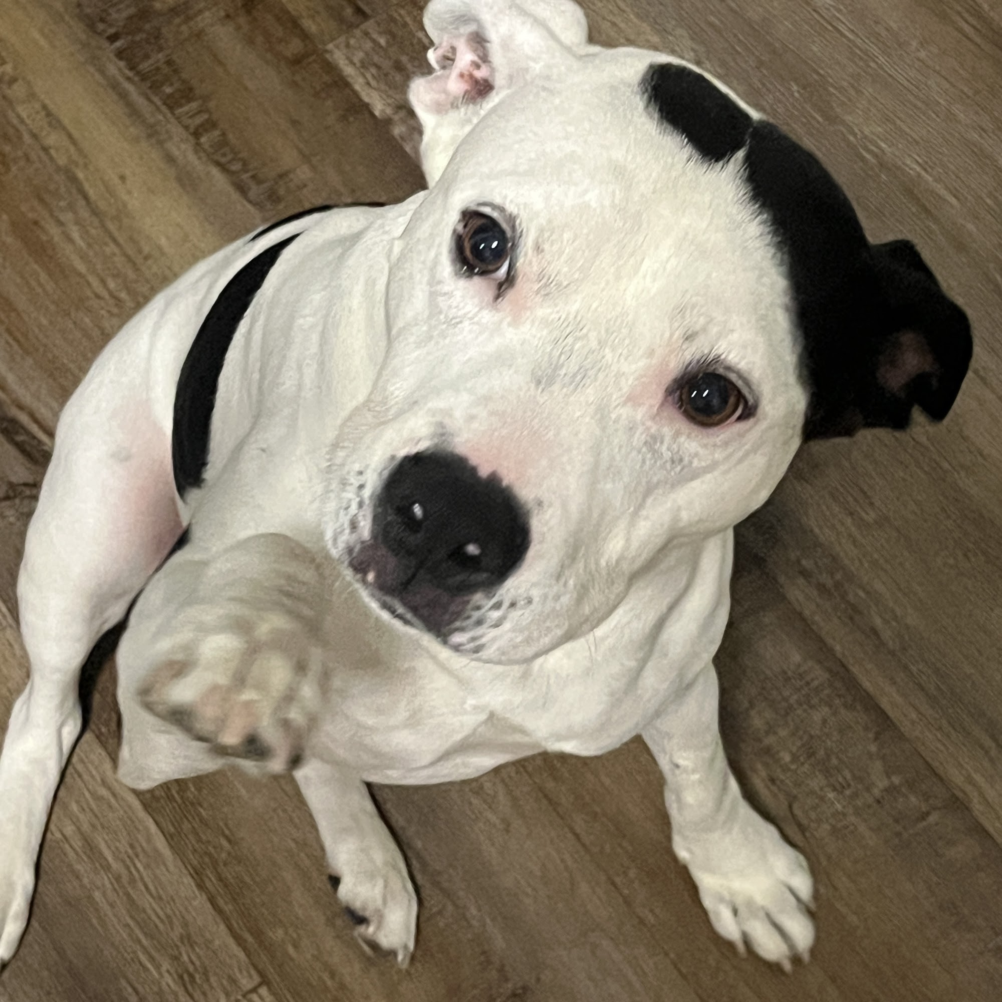 University Animal Clinic Lake Charles