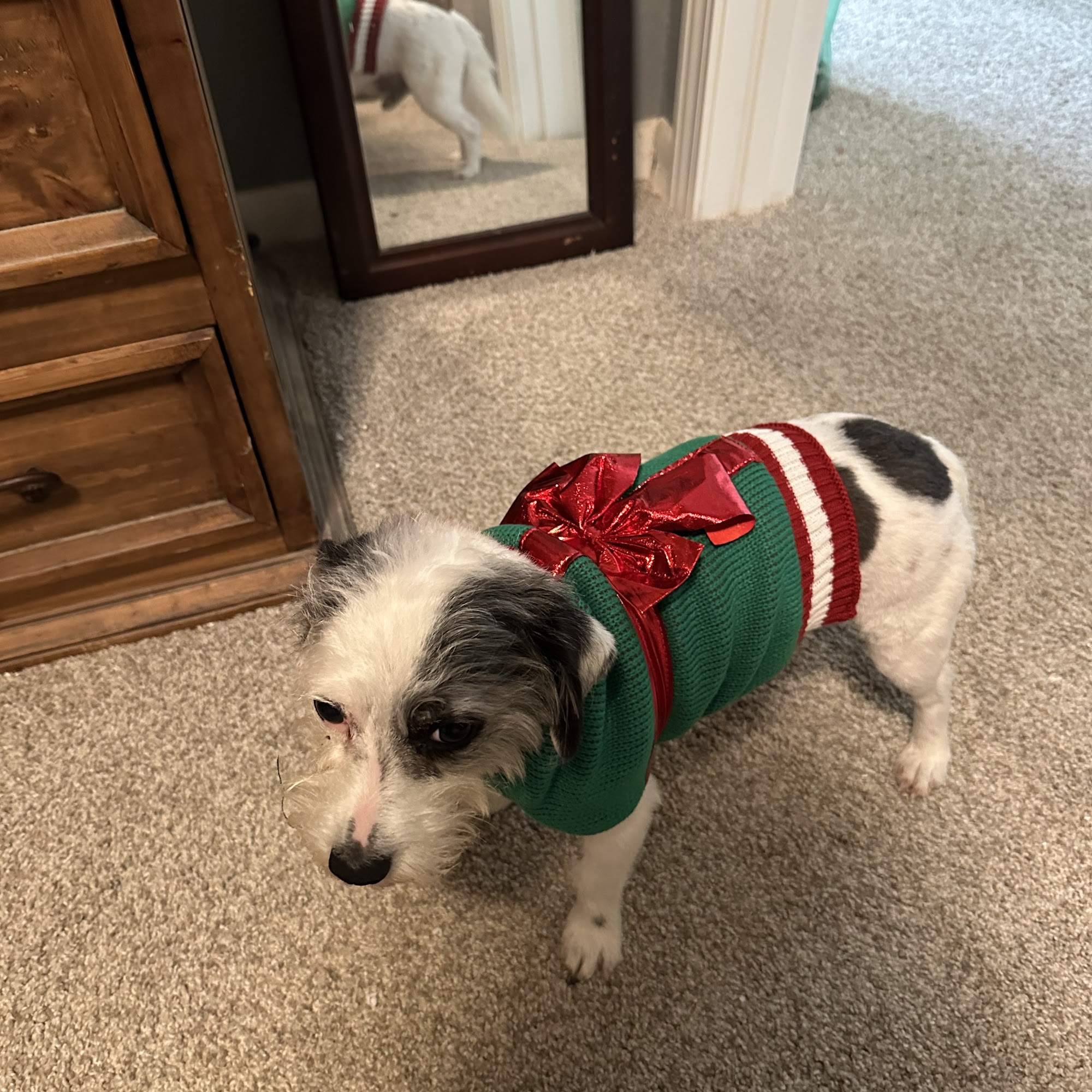 Lake Area Animal Hospital Lake Charles