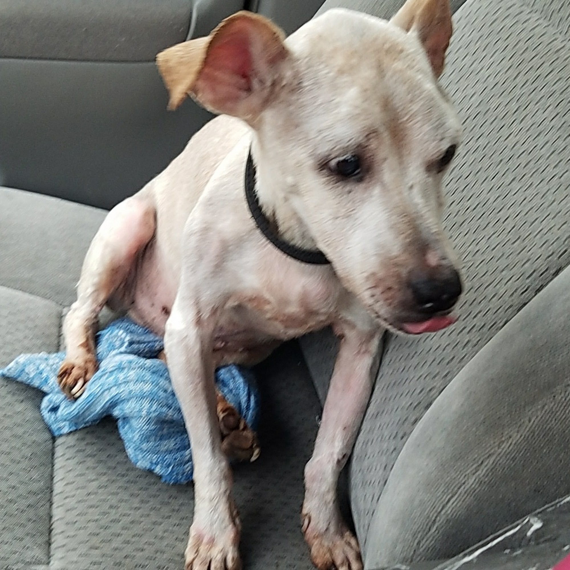 Lake Area Animal Hospital: Stark Joe DVM Lake Charles