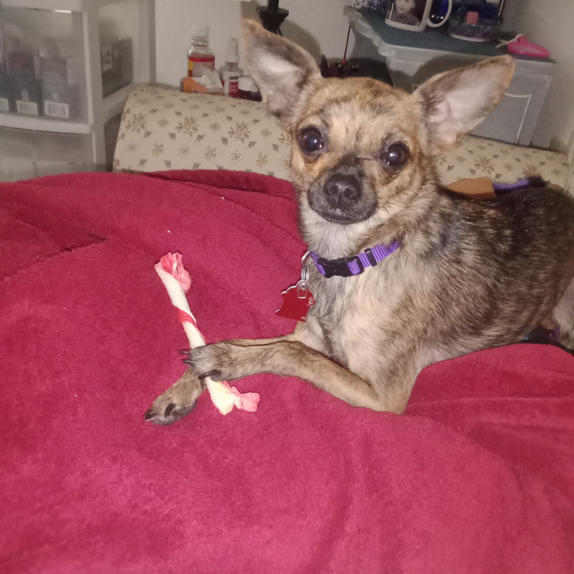 Moss Bluff Animal Hospital Lake Charles