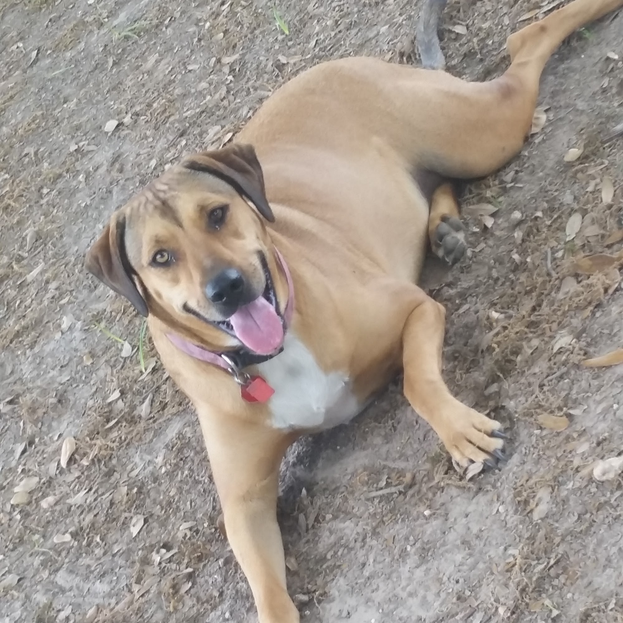 Calcasieu Parish Police Jury Animal Services And Adoption Center Lake Charles