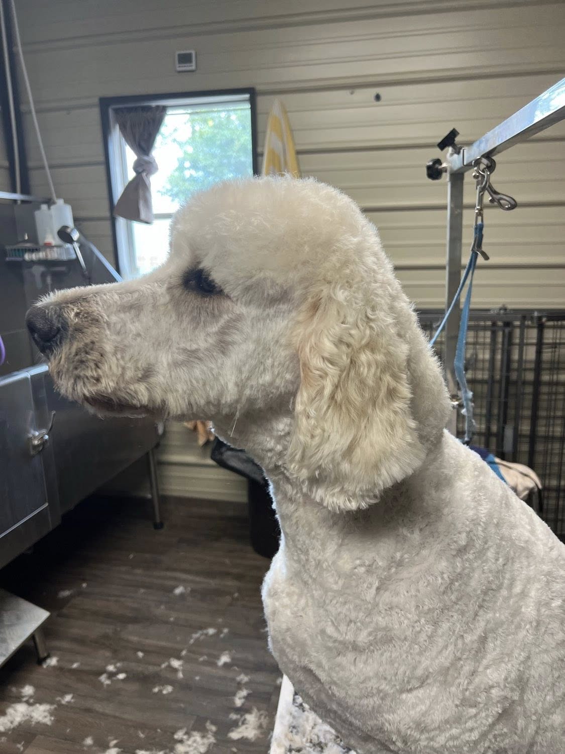 Black Bayou Boarding LLC Lake Charles