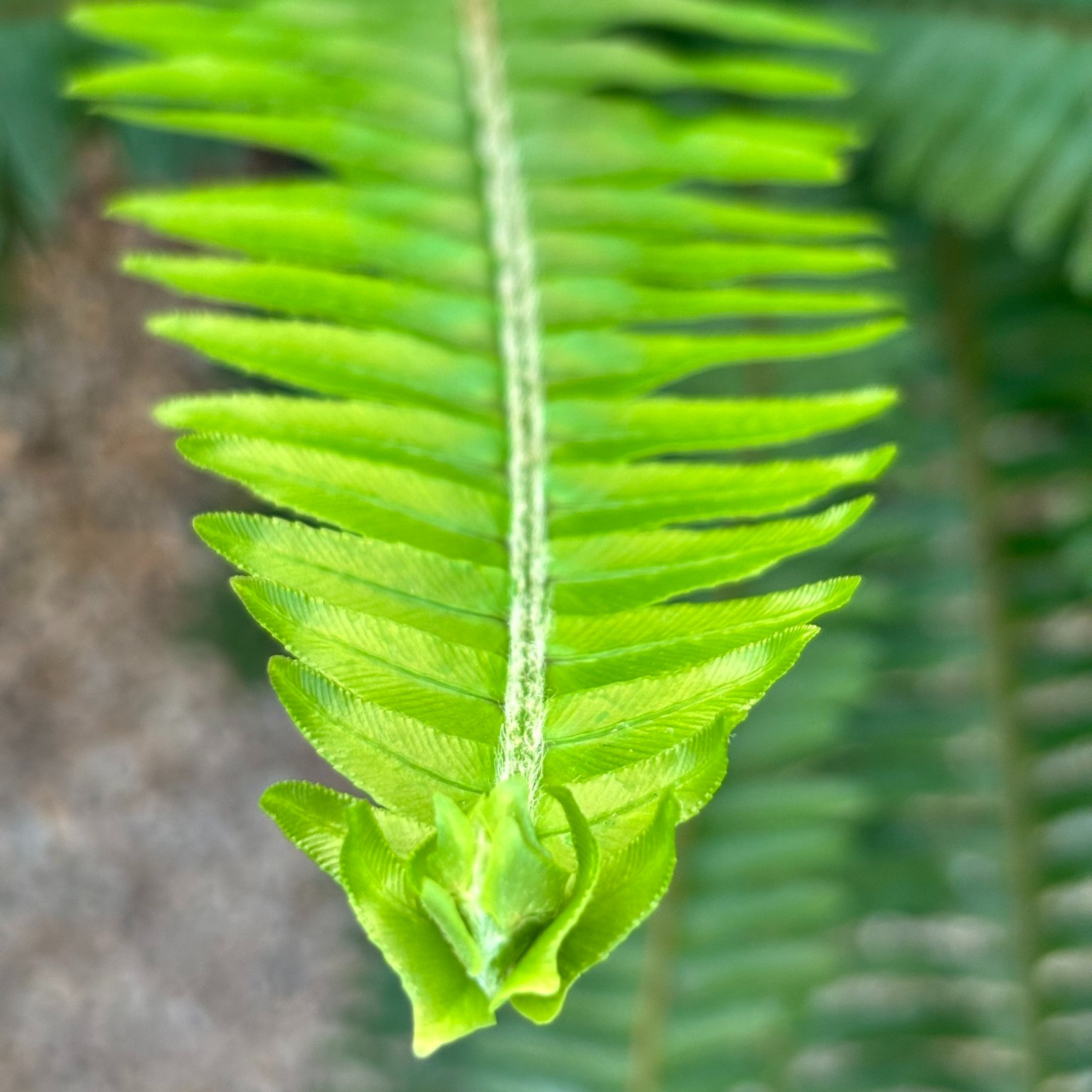 All About Plants LLC