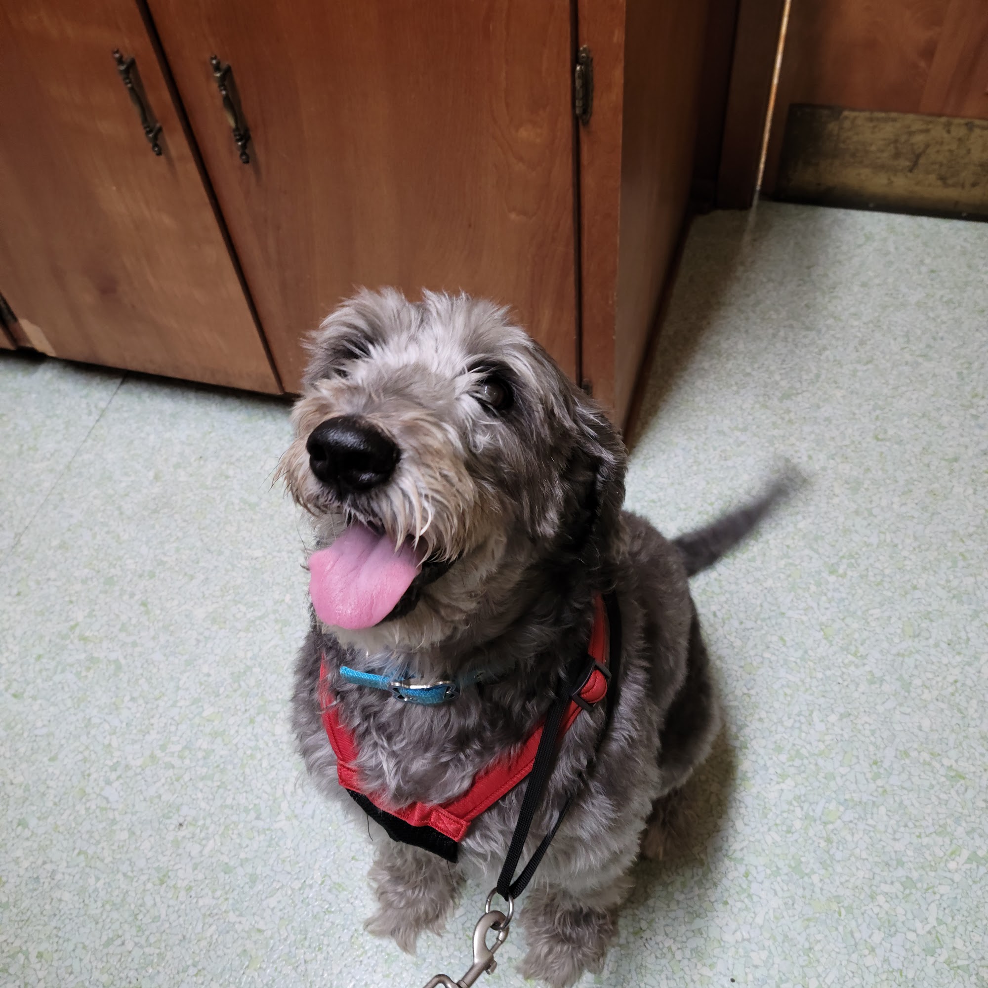 Riverlands Animal Hospital Laplace