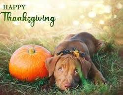 Kim's Dog Grooming Laplace