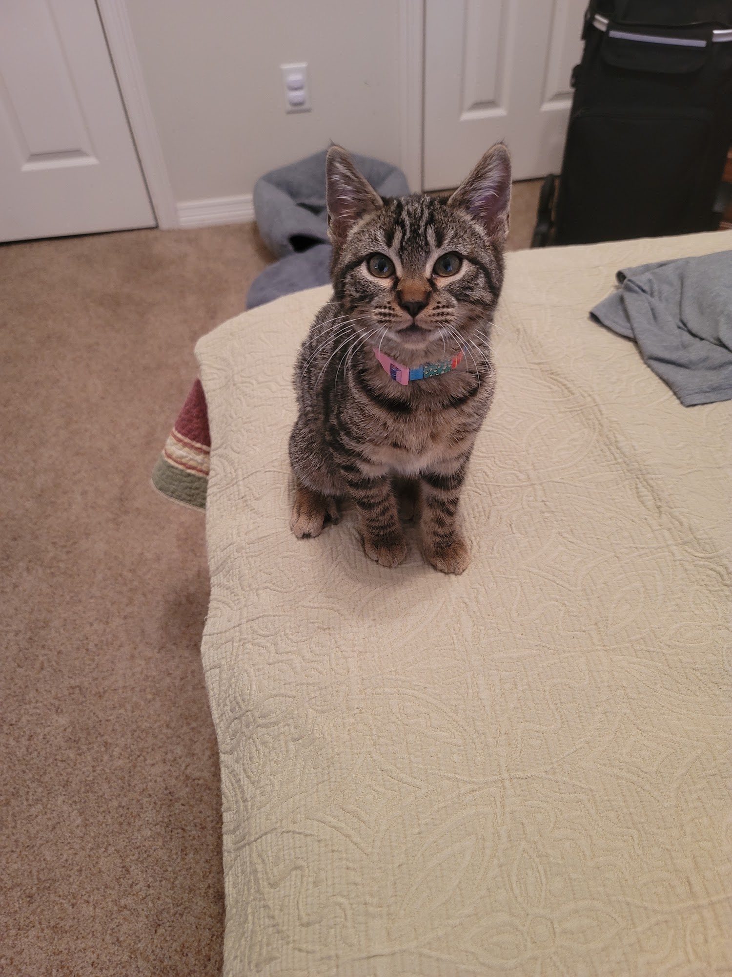 Vernon Parish Animal Shelter Leesville