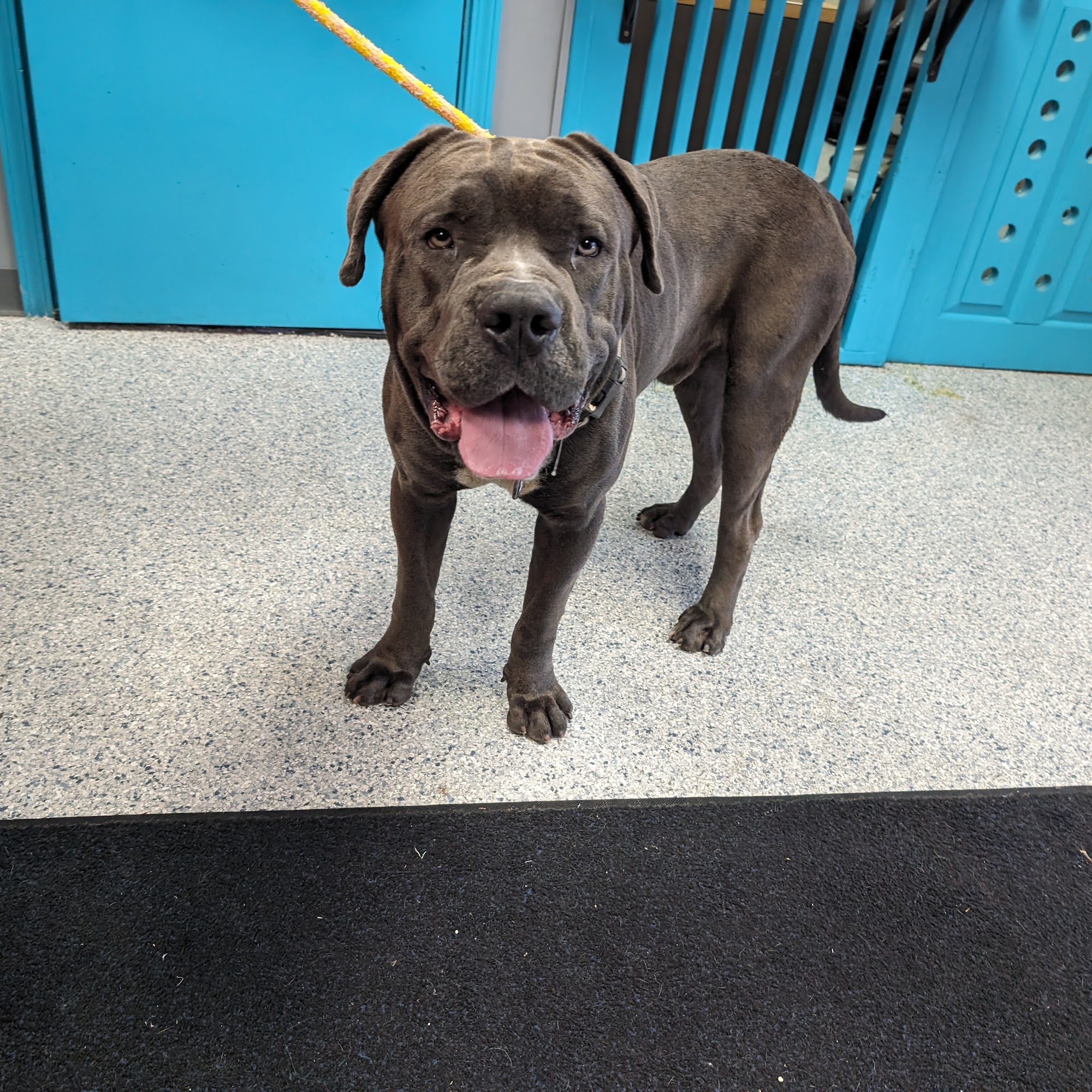 Livingston Parish Animal Shelter Livingston