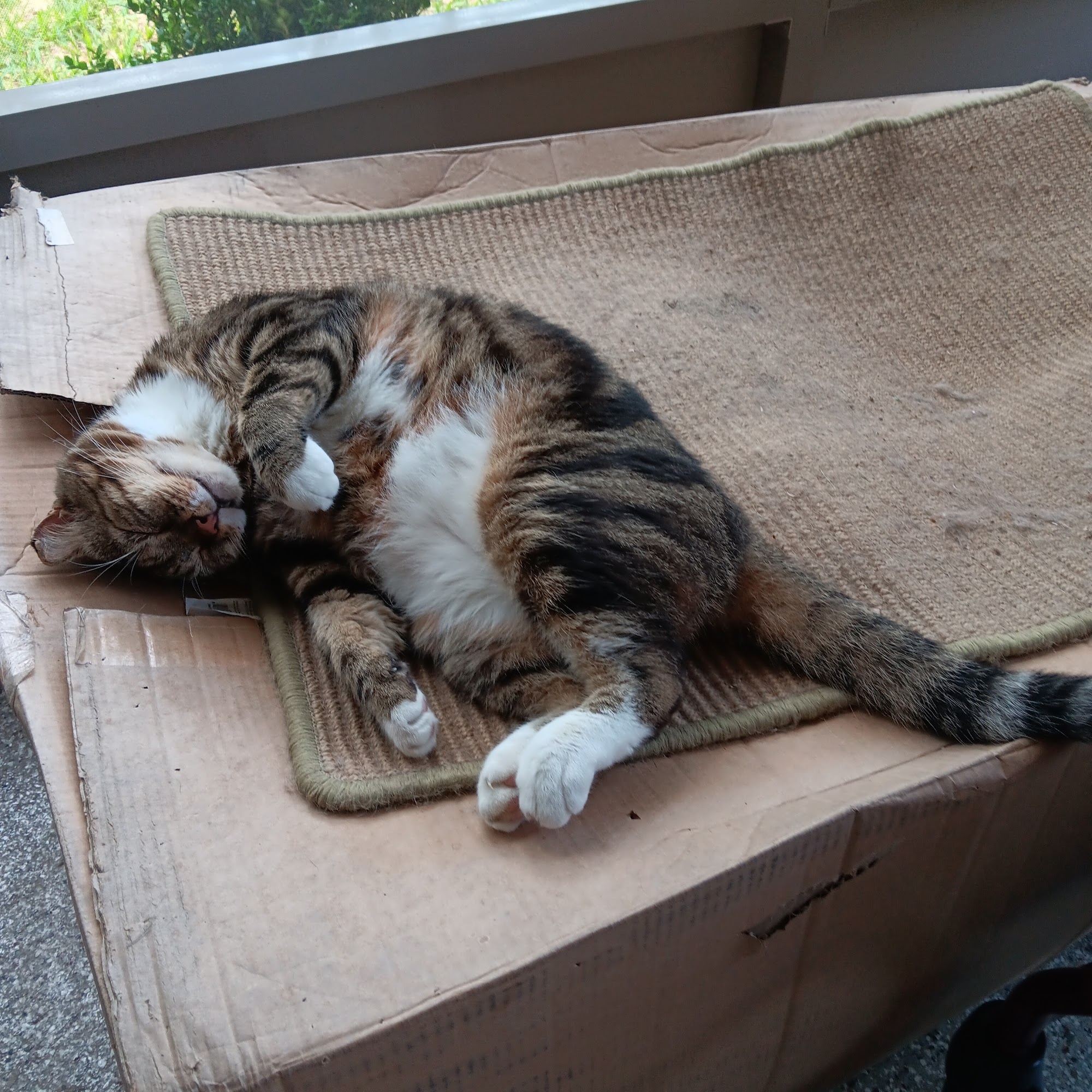 Crosspoint Veterinary Hospital Madisonville