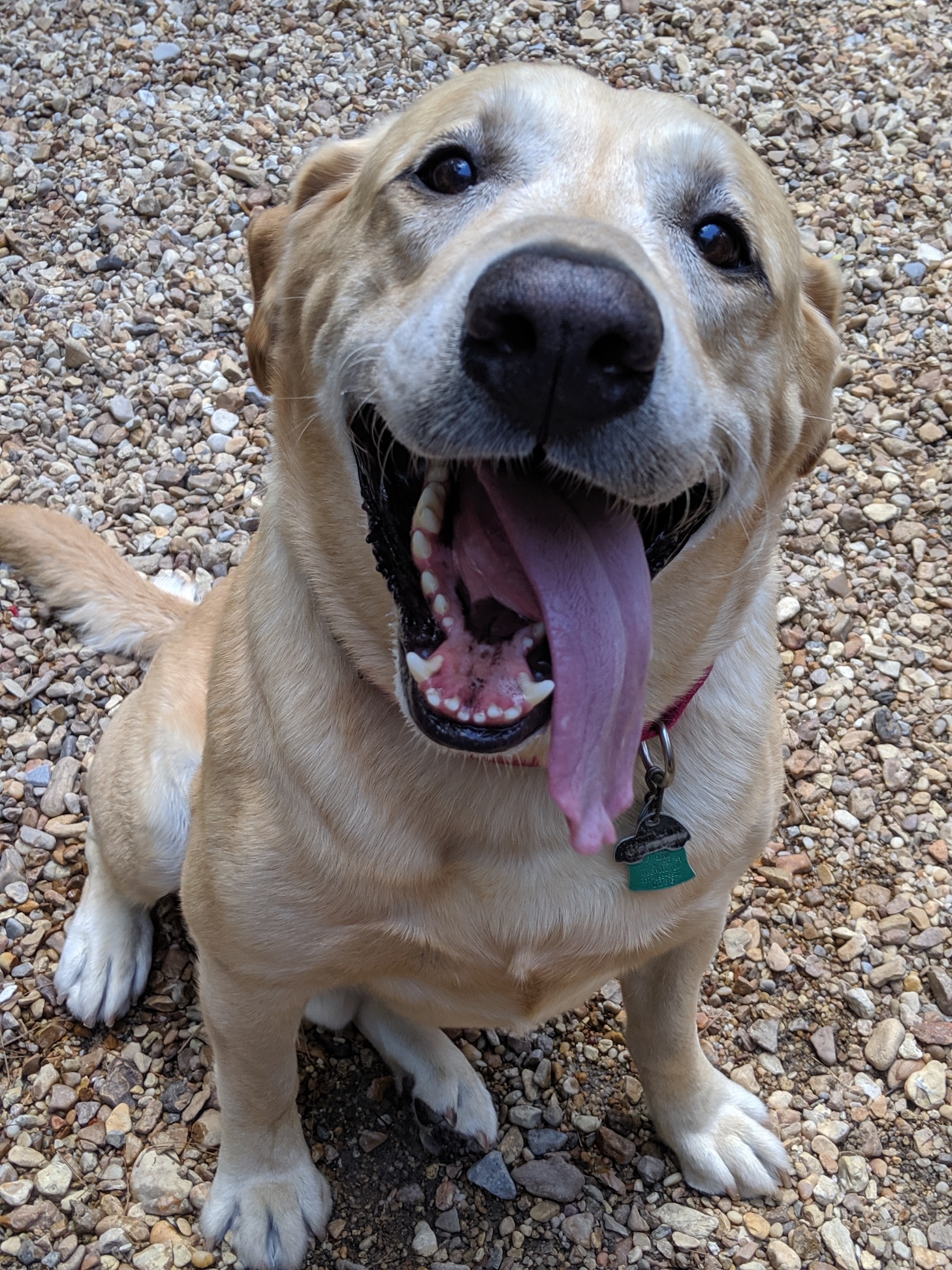 Willows Oak Pet Lodge & Doggie Daycare Madisonville