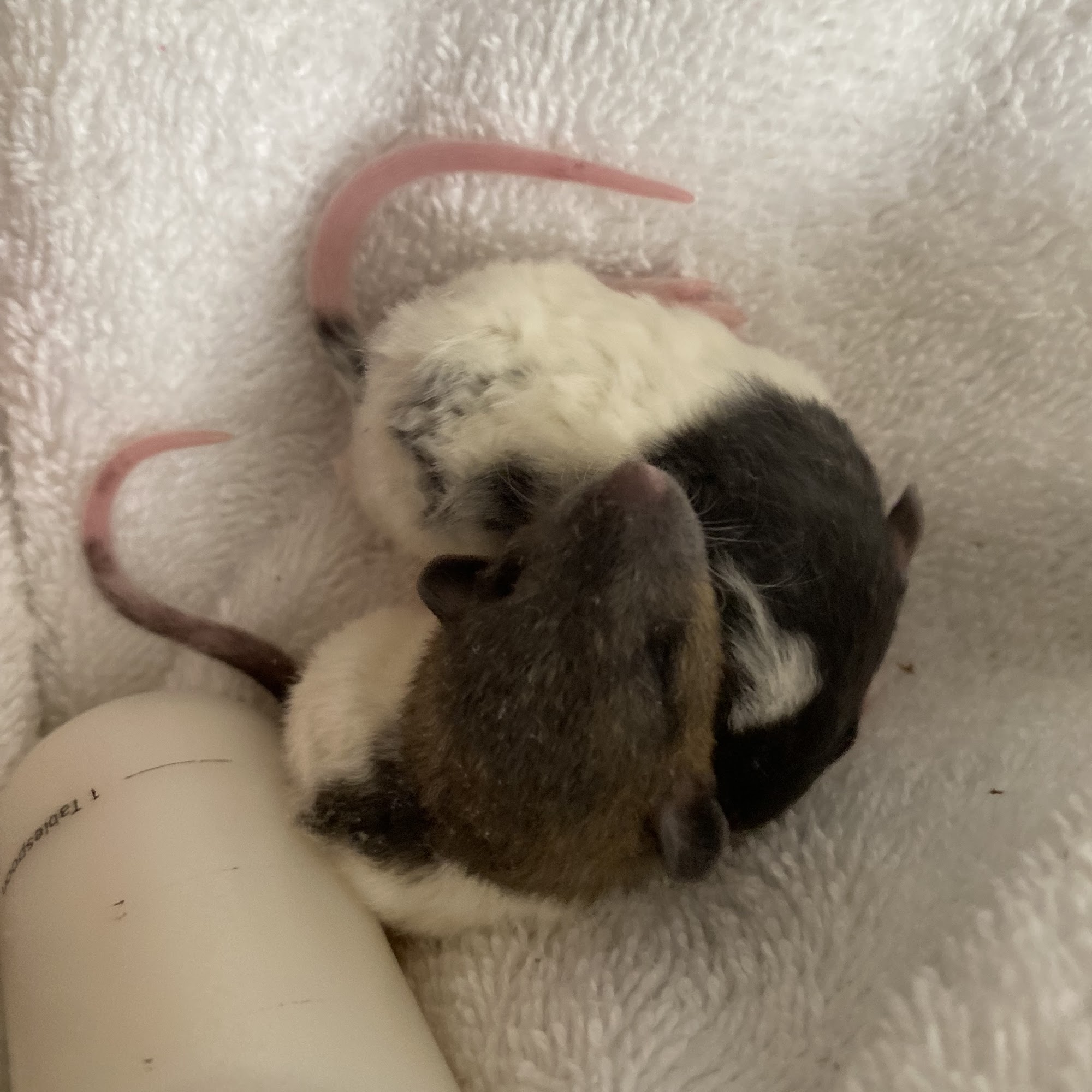 Cypress Point Animal Hospital Mandeville