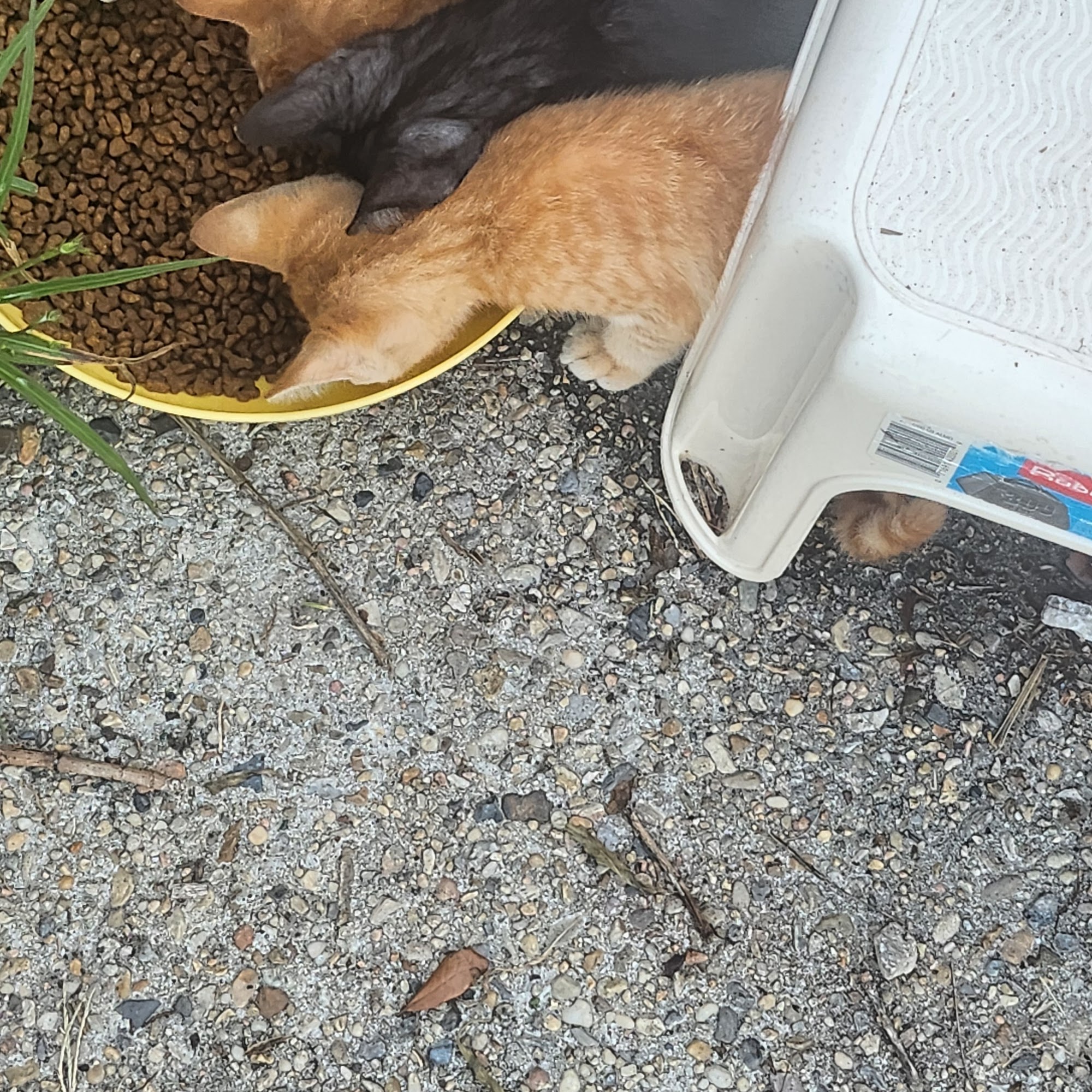 Abita Trace Animal Clinic Mandeville